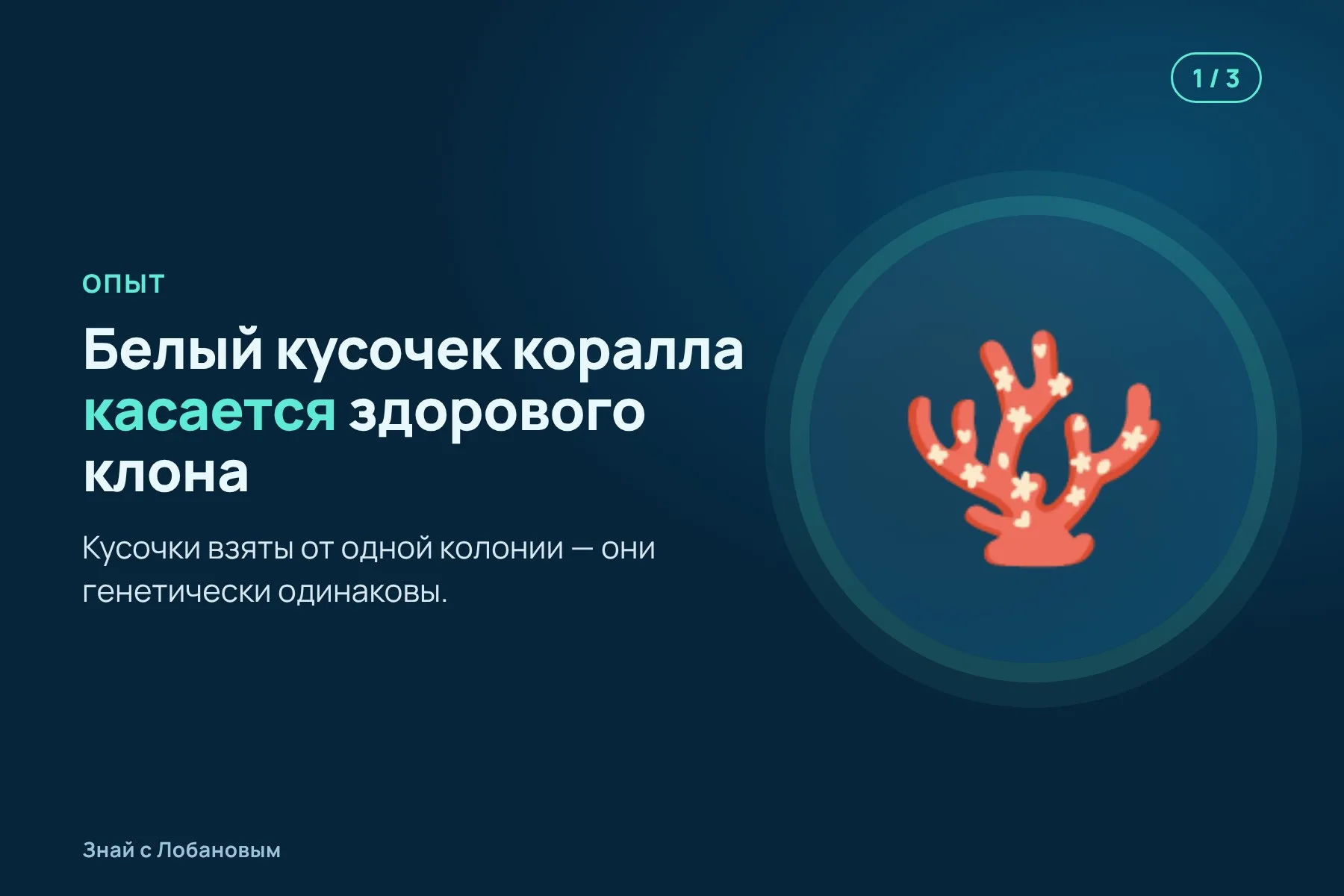 1. Обесцвеченный кусочек коралла ставят вплотную к здоровому клону. Иллюстрация: «Знай с Лобановым» по данным Science Advances, условно · 2. Каналы в тканях соединяются, и по ним в больной коралл переходят водоросли. Иллюстрация: «Знай с Лобановым» по данным Science Advances, условно · 3. Через несколько недель обесцвеченный коралл полностью восстанавливает цвет. Иллюстрация: «Знай с Лобановым» по данным Science Advances, условно — 1 из 3