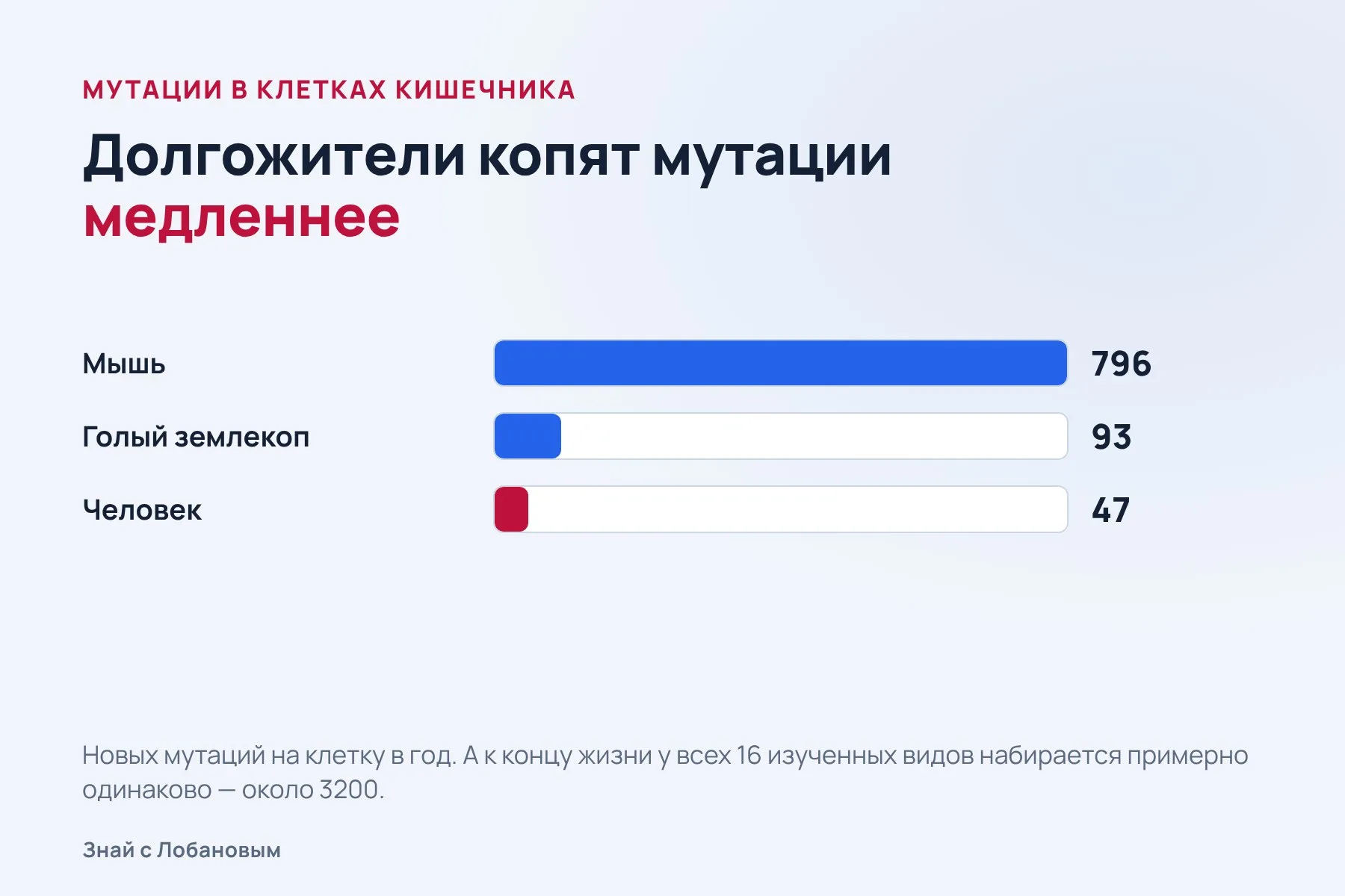 Чем медленнее копятся мутации, тем дольше живёт вид. Схема: «Знай с Лобановым» по данным Cagan et al., Nature, 2022