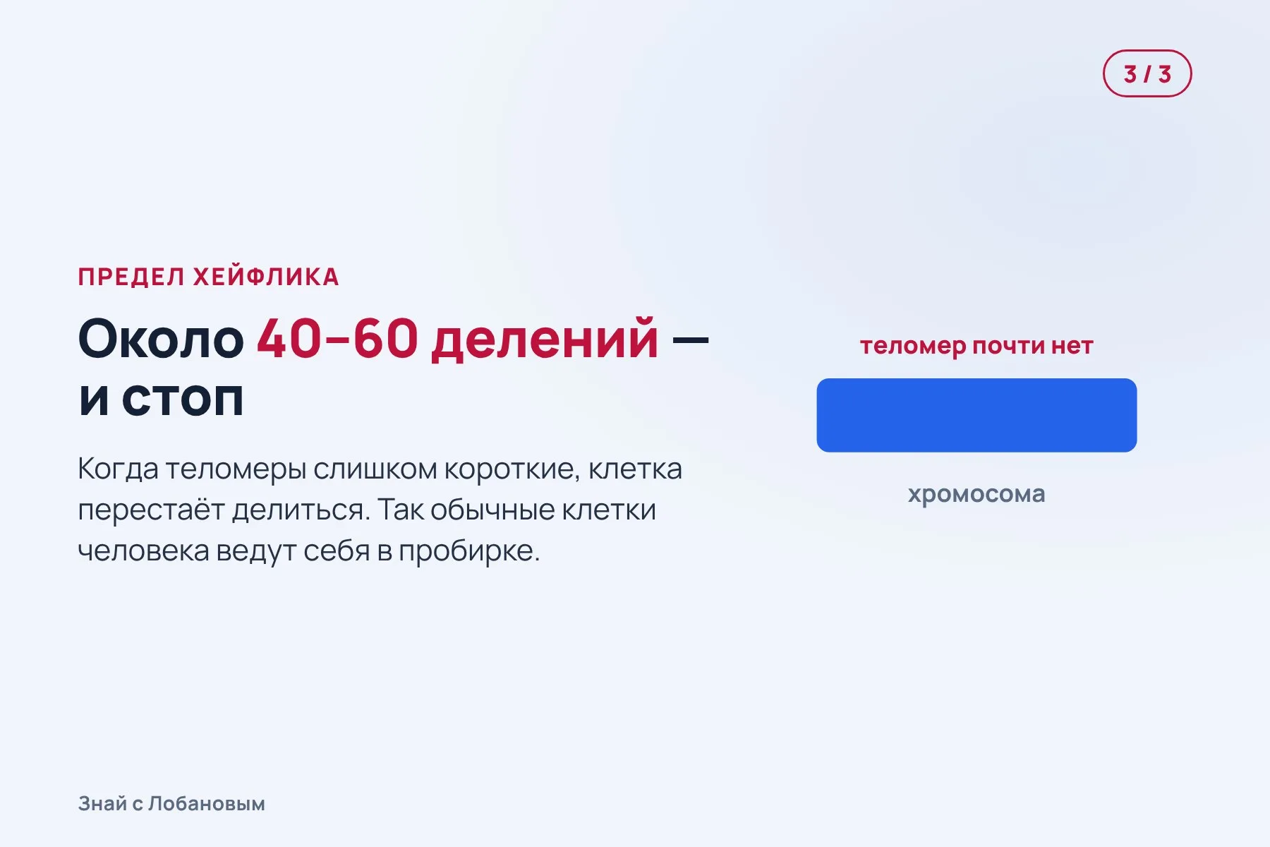1. При каждом делении клетки кончики хромосом — теломеры — немного укорачиваются. Схема: «Знай с Лобановым» по данным Нобелевского комитета, условно · 2. Фермент теломераза умеет наращивать их обратно, но в большинстве клеток взрослого он почти не работает. Схема: «Знай с Лобановым» по данным Нобелевского комитета, условно · 3. Когда теломеры слишком короткие, клетка перестаёт делиться — это предел Хейфлика. Схема: «Знай с Лобановым» по данным Нобелевского комитета, условно — 3 из 3