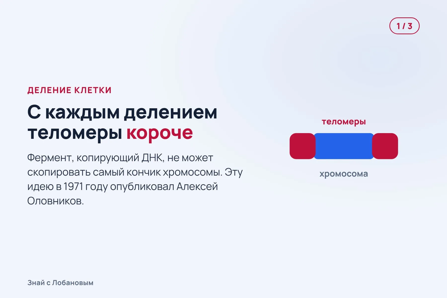 1. При каждом делении клетки кончики хромосом — теломеры — немного укорачиваются. Схема: «Знай с Лобановым» по данным Нобелевского комитета, условно · 2. Фермент теломераза умеет наращивать их обратно, но в большинстве клеток взрослого он почти не работает. Схема: «Знай с Лобановым» по данным Нобелевского комитета, условно · 3. Когда теломеры слишком короткие, клетка перестаёт делиться — это предел Хейфлика. Схема: «Знай с Лобановым» по данным Нобелевского комитета, условно — 1 из 3
