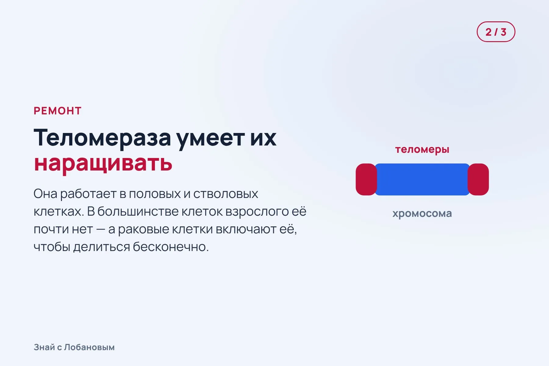 1. При каждом делении клетки кончики хромосом — теломеры — немного укорачиваются. Схема: «Знай с Лобановым» по данным Нобелевского комитета, условно · 2. Фермент теломераза умеет наращивать их обратно, но в большинстве клеток взрослого он почти не работает. Схема: «Знай с Лобановым» по данным Нобелевского комитета, условно · 3. Когда теломеры слишком короткие, клетка перестаёт делиться — это предел Хейфлика. Схема: «Знай с Лобановым» по данным Нобелевского комитета, условно — 2 из 3