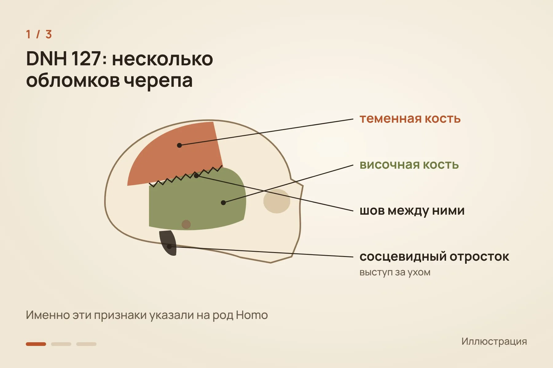 1. Находка DNH 127 — несколько обломков черепа; на род Homo указали шов между височной и теменной костями и форма сосцевидного отростка · 2. Возраст находки около 2 млн лет: она примерно на 200 тысяч лет старше взрослых Homo erectus из Дманиси · 3. Взрослая находка подтверждает вывод по детскому черепу, найденному в той же пещере в 2020 году. Иллюстрация: «Знай с Лобановым» — 1 из 3