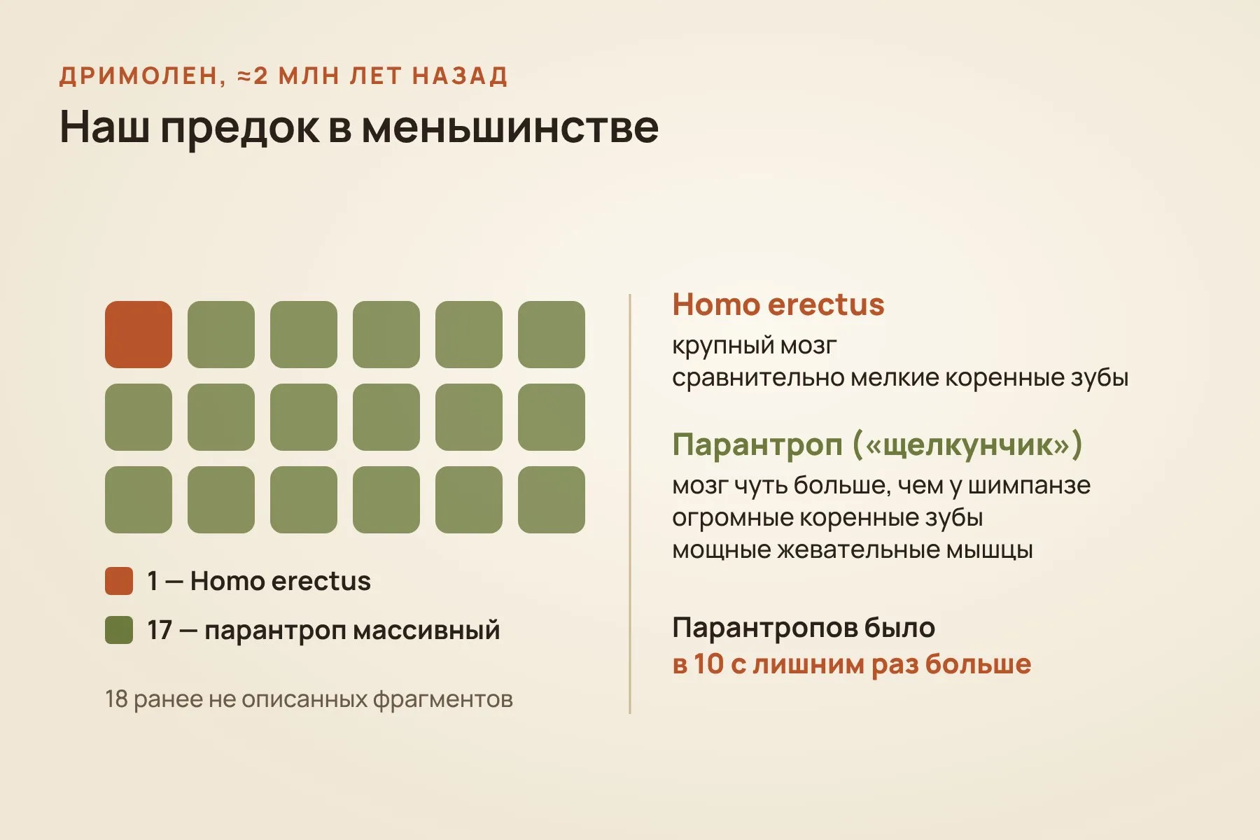 Из 18 ранее не описанных фрагментов только один принадлежит Homo erectus, остальные 17 — парантропу массивному. Схема: «Знай с Лобановым» по данным Martin et al., Annals of Human Biology