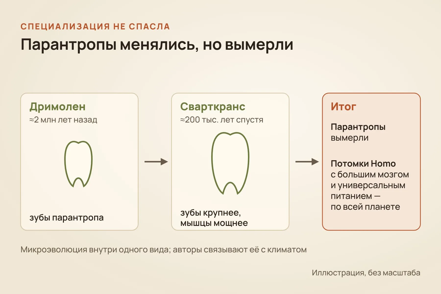 За 200 тысяч лет между Дримоленом и Сварткрансом зубы парантропов стали крупнее, а жевательные мышцы мощнее, но вид всё равно вымер. Иллюстрация: «Знай с Лобановым»