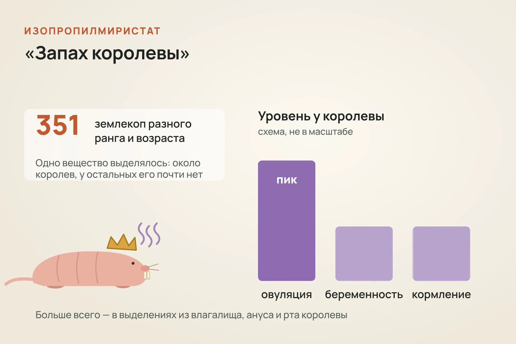 Изучив летучие вещества 351 голого землекопа, учёные нашли изопропилмиристат, который постоянно присутствовал около королев. Его уровень достигает пика во время овуляции и снижается во время беременности и кормления. Схема: «Знай с Лобановым» по данным Nature