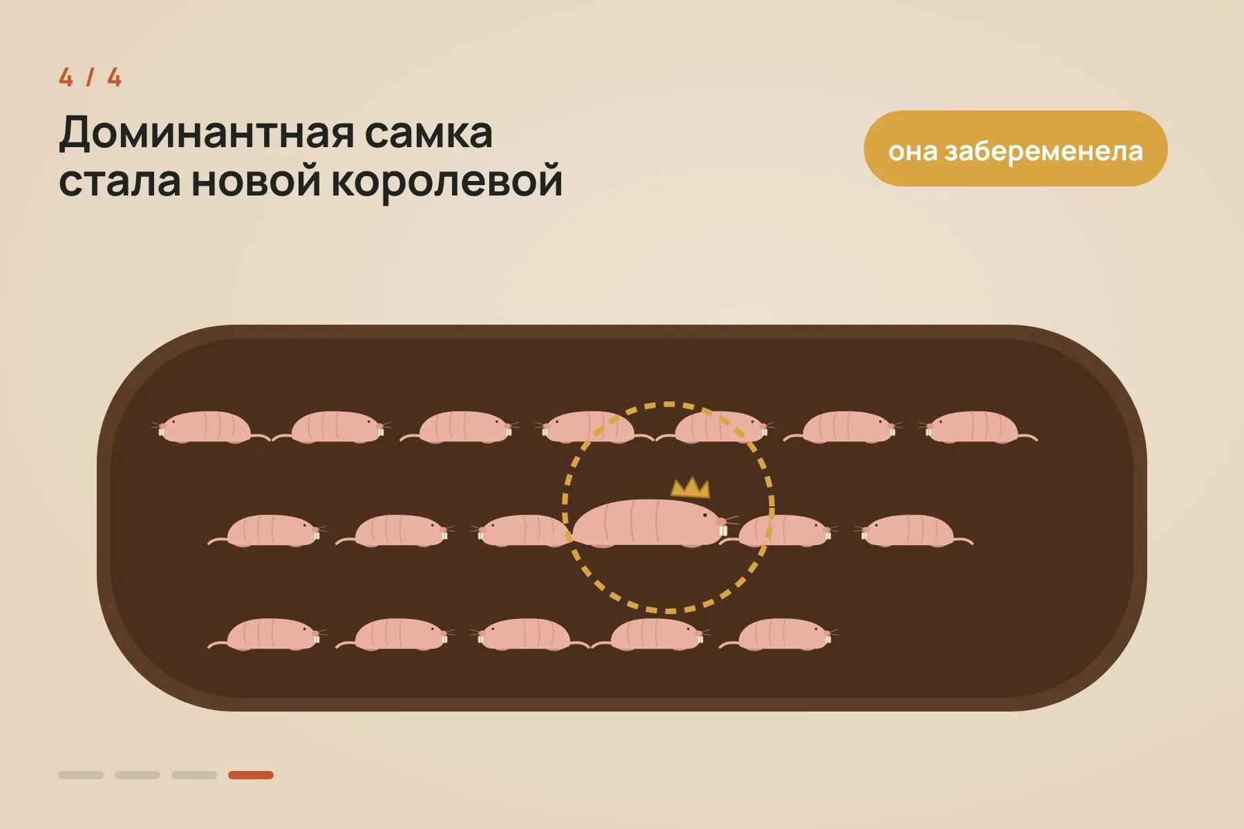 1. Из колонии в 19 животных убрали королеву · 2. Подстилку 12 недель подряд обрабатывали изопропилмиристатом, и колония оставалась спокойной · 3. Когда обработку прекратили, примерно за месяц порядок рухнул: между самками начались драки · 4. Одна из доминантных самок забеременела и стала новой королевой. Схема: «Знай с Лобановым» по данным Nature — 4 из 4