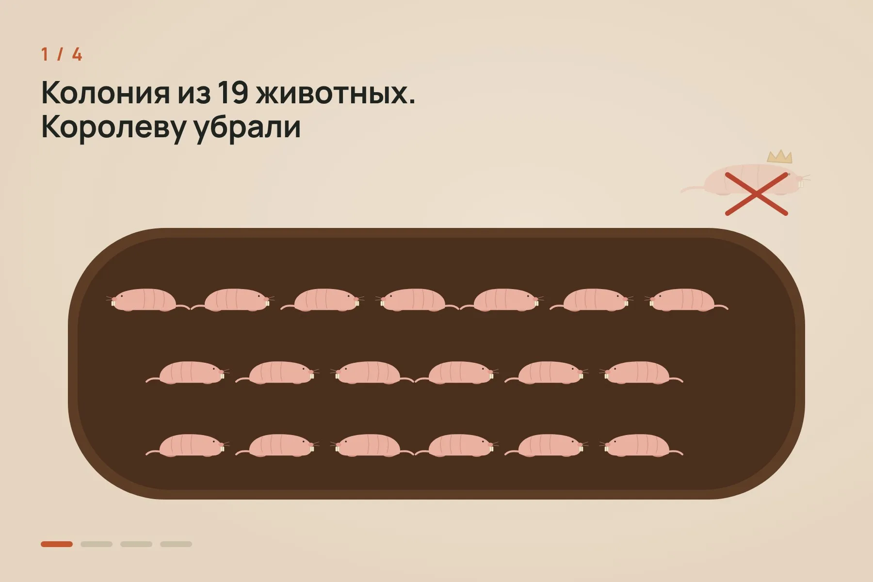 1. Из колонии в 19 животных убрали королеву · 2. Подстилку 12 недель подряд обрабатывали изопропилмиристатом, и колония оставалась спокойной · 3. Когда обработку прекратили, примерно за месяц порядок рухнул: между самками начались драки · 4. Одна из доминантных самок забеременела и стала новой королевой. Схема: «Знай с Лобановым» по данным Nature — 1 из 4