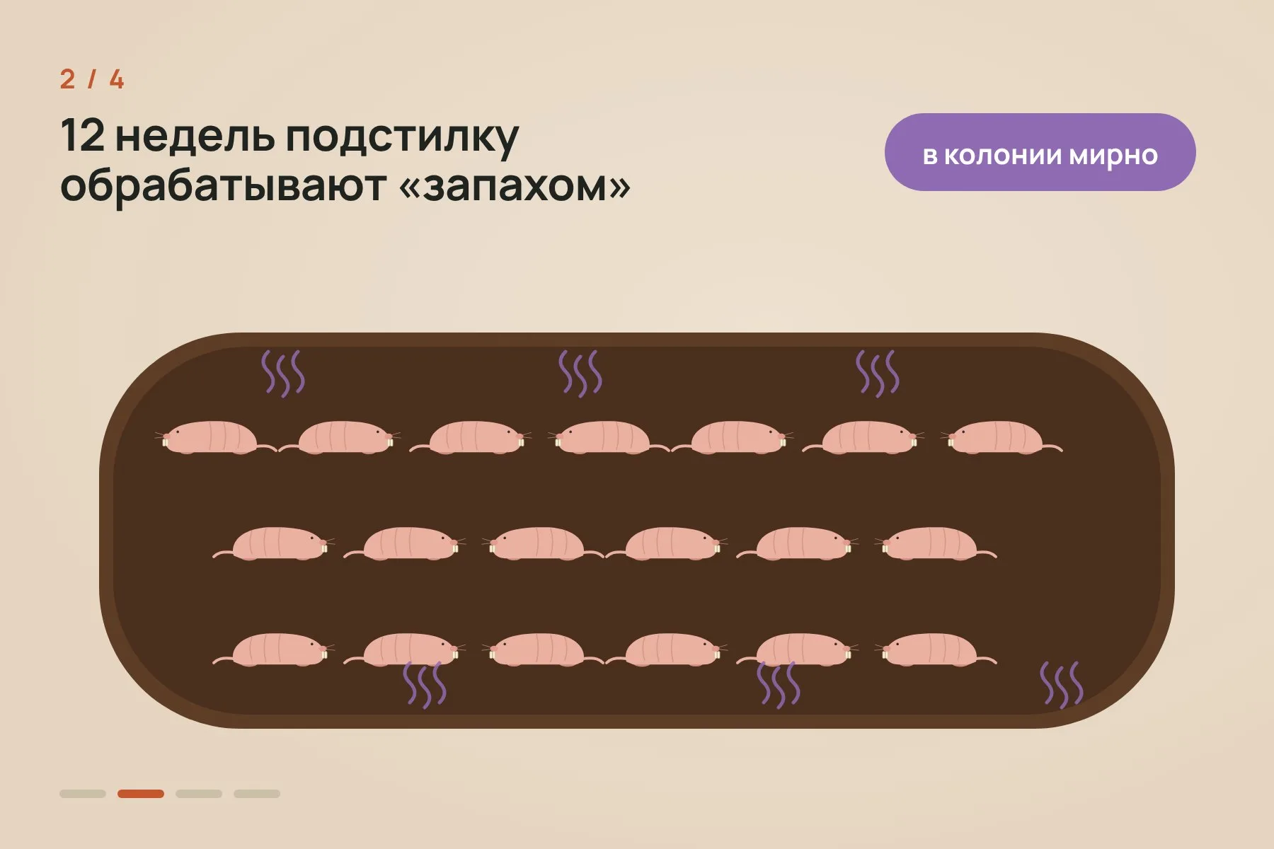 1. Из колонии в 19 животных убрали королеву · 2. Подстилку 12 недель подряд обрабатывали изопропилмиристатом, и колония оставалась спокойной · 3. Когда обработку прекратили, примерно за месяц порядок рухнул: между самками начались драки · 4. Одна из доминантных самок забеременела и стала новой королевой. Схема: «Знай с Лобановым» по данным Nature — 2 из 4