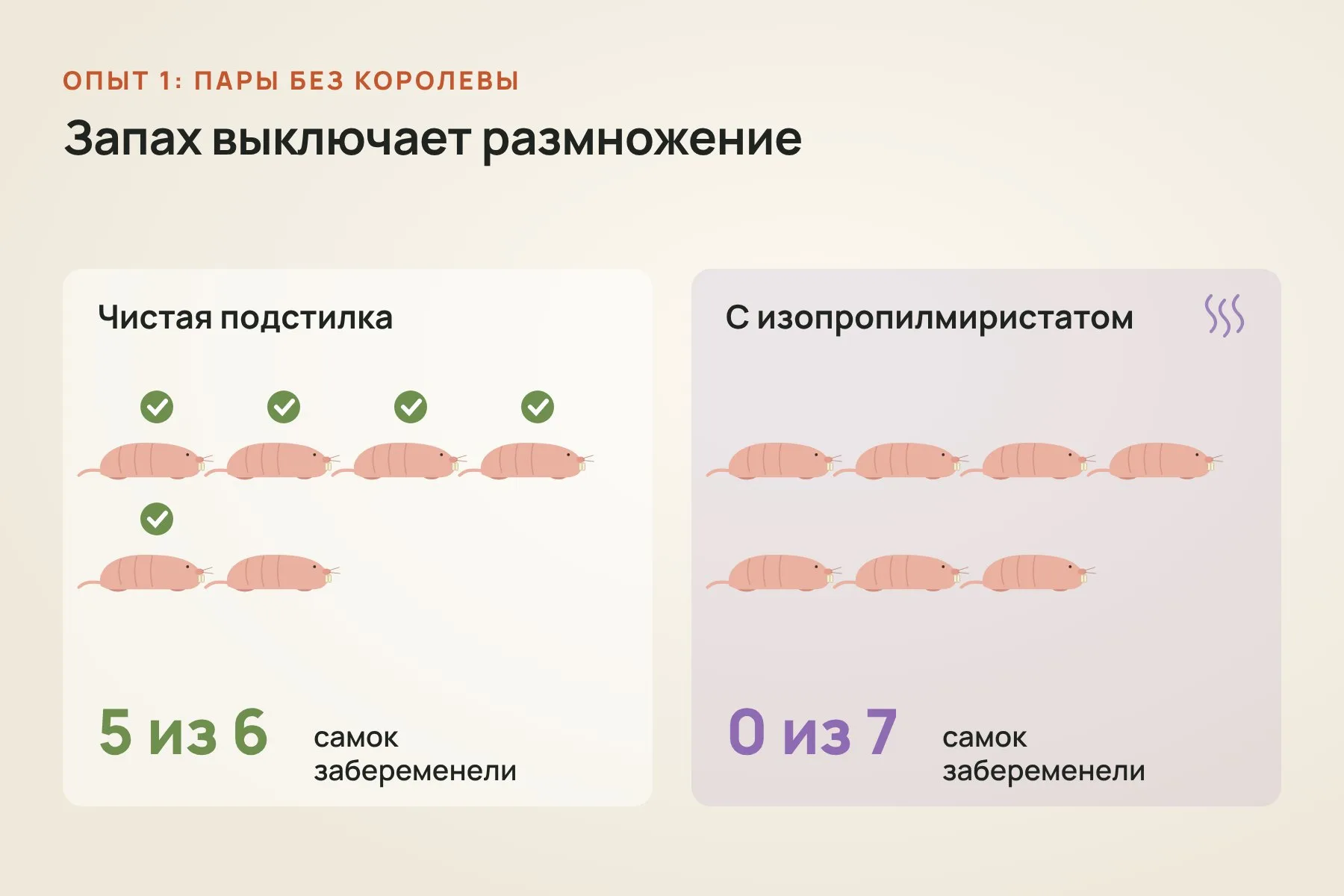 На чистой подстилке забеременели пять самок из шести, а при ежедневной обработке изопропилмиристатом — ни одна из семи. Схема: «Знай с Лобановым» по данным Nature