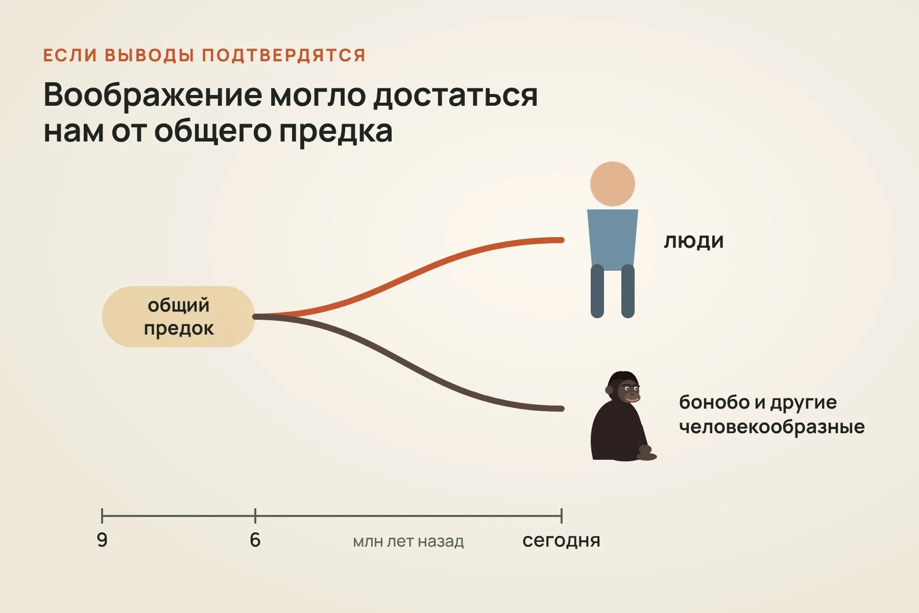 Если выводы подтвердятся, способность к воображению могла достаться людям от общего предка с другими человекообразными обезьянами, жившего примерно 6–9 миллионов лет назад. Схема: «Знай с Лобановым» по данным Bastos & Krupenye, Science
