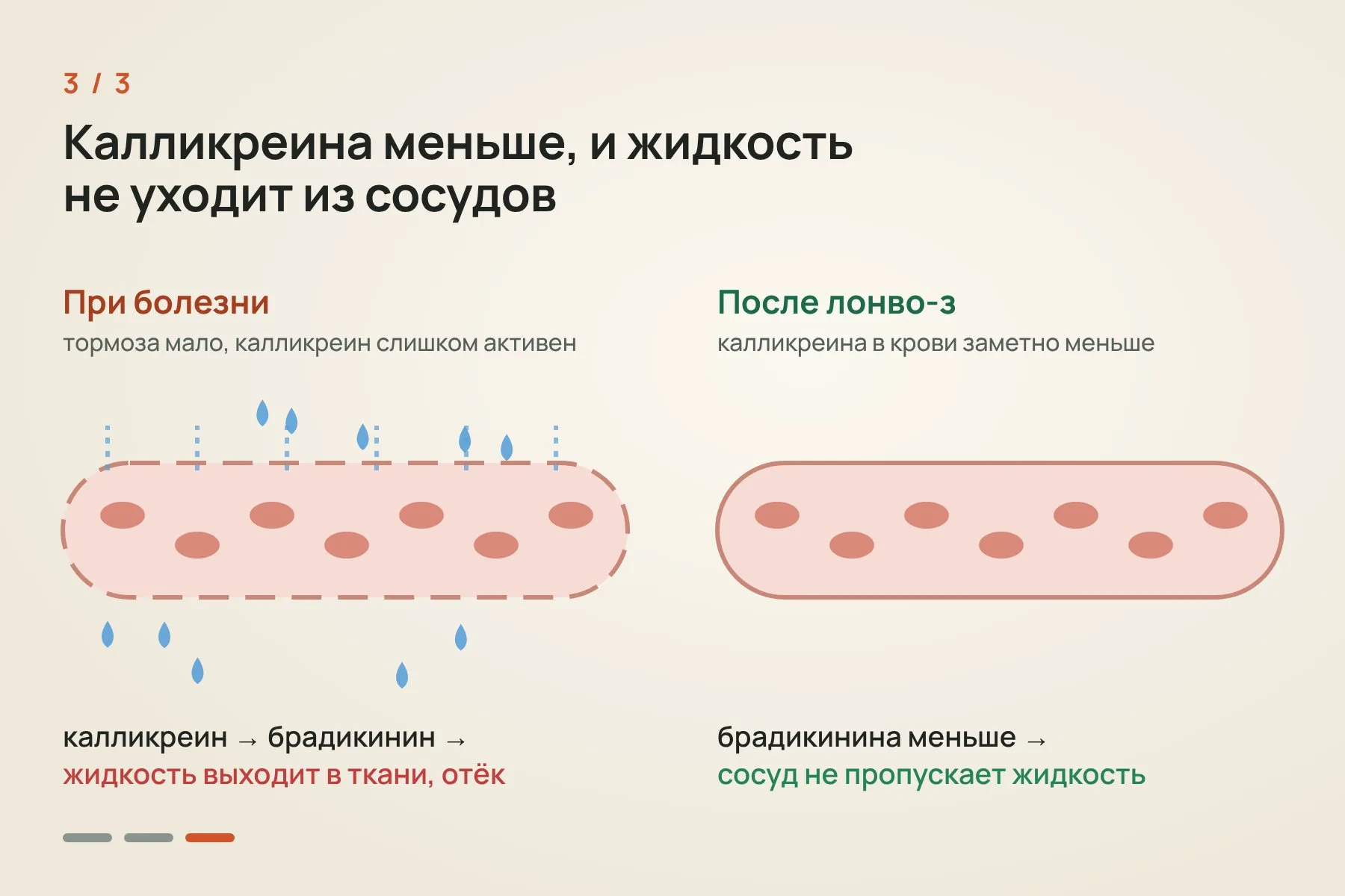 1. Липидные наночастицы с инструкциями для CRISPR-Cas9 после введения в вену попадают в печень · 2. «Молекулярные ножницы» разрезают ген KLKB1, клетка зашивает разрез с ошибками, и ген перестаёт работать · 3. Калликреина становится меньше, брадикинина тоже, и жидкость не выходит из сосудов в ткани. Иллюстрация: «Знай с Лобановым» — 3 из 3