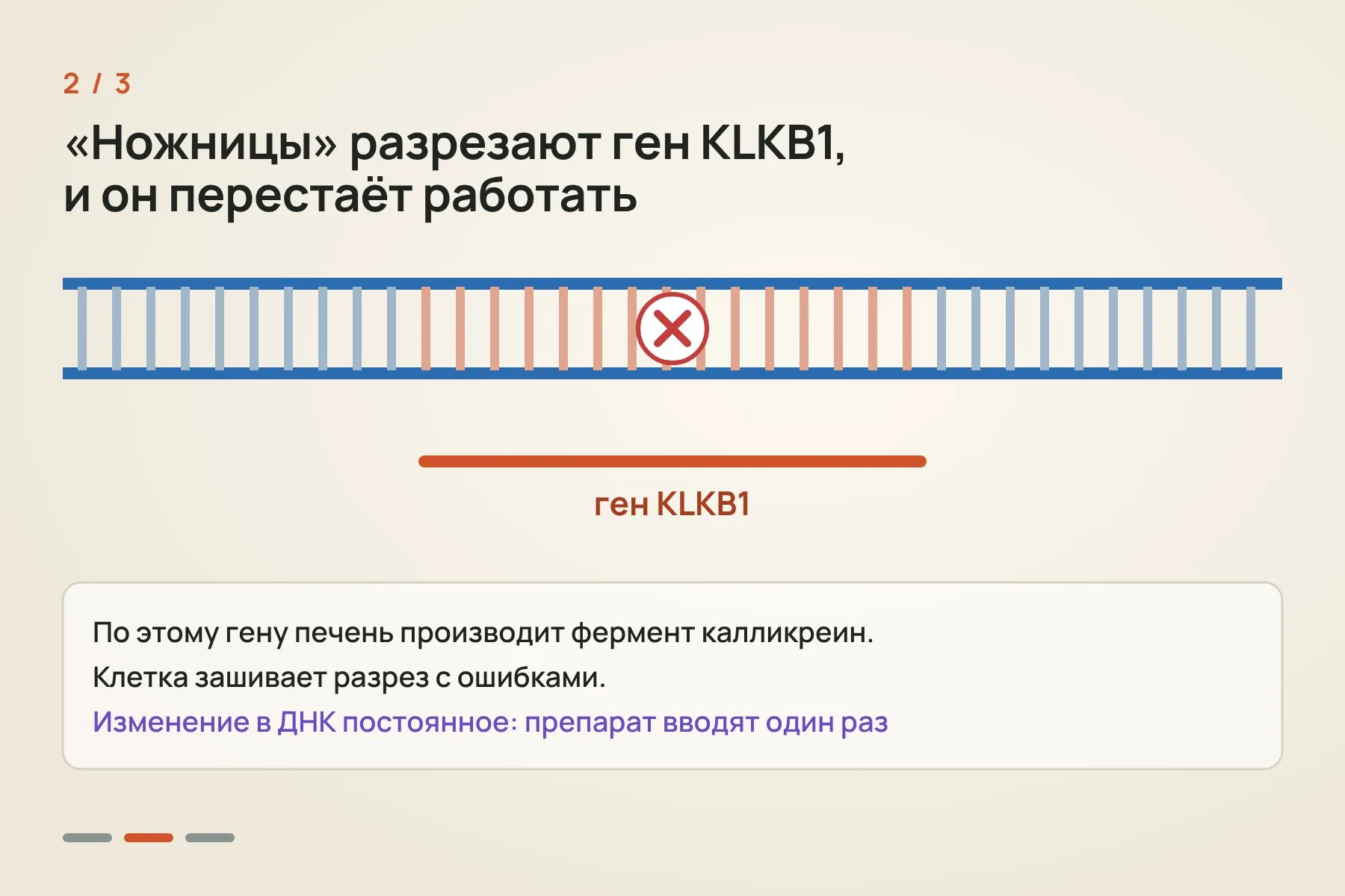 1. Липидные наночастицы с инструкциями для CRISPR-Cas9 после введения в вену попадают в печень · 2. «Молекулярные ножницы» разрезают ген KLKB1, клетка зашивает разрез с ошибками, и ген перестаёт работать · 3. Калликреина становится меньше, брадикинина тоже, и жидкость не выходит из сосудов в ткани. Иллюстрация: «Знай с Лобановым» — 2 из 3
