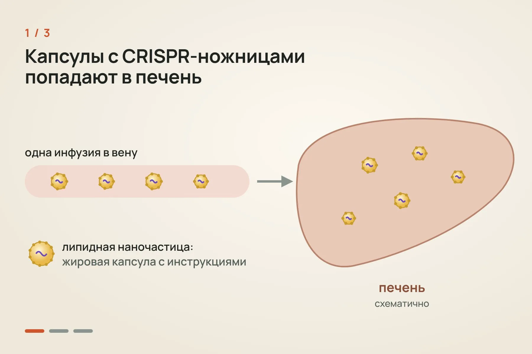 1. Липидные наночастицы с инструкциями для CRISPR-Cas9 после введения в вену попадают в печень · 2. «Молекулярные ножницы» разрезают ген KLKB1, клетка зашивает разрез с ошибками, и ген перестаёт работать · 3. Калликреина становится меньше, брадикинина тоже, и жидкость не выходит из сосудов в ткани. Иллюстрация: «Знай с Лобановым» — 1 из 3