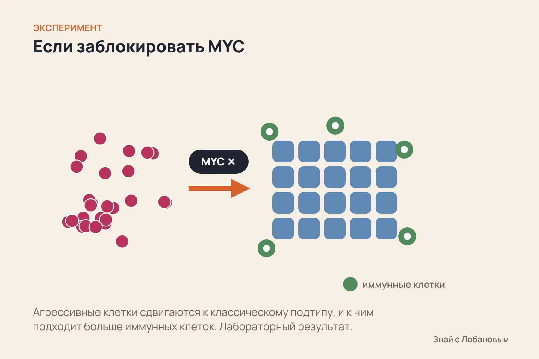 Если заблокировать MYC, агрессивные клетки сдвигаются обратно к классическому подтипу, и к ним подходит больше иммунных клеток. Схема: «Знай с Лобановым» по данным Nature Genetics, условно