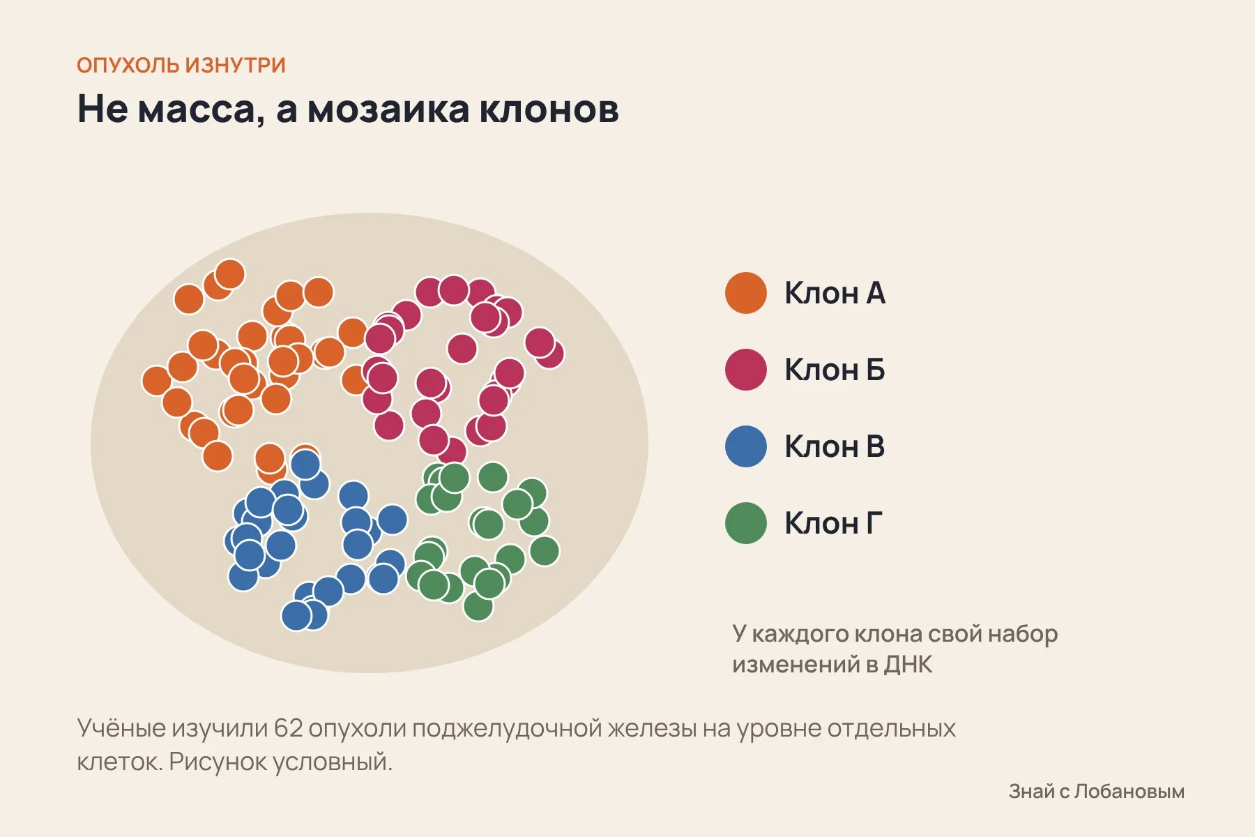 Опухоль — мозаика из клонов: группы клеток с общим происхождением и своими изменениями в ДНК. Иллюстрация: «Знай с Лобановым», условно