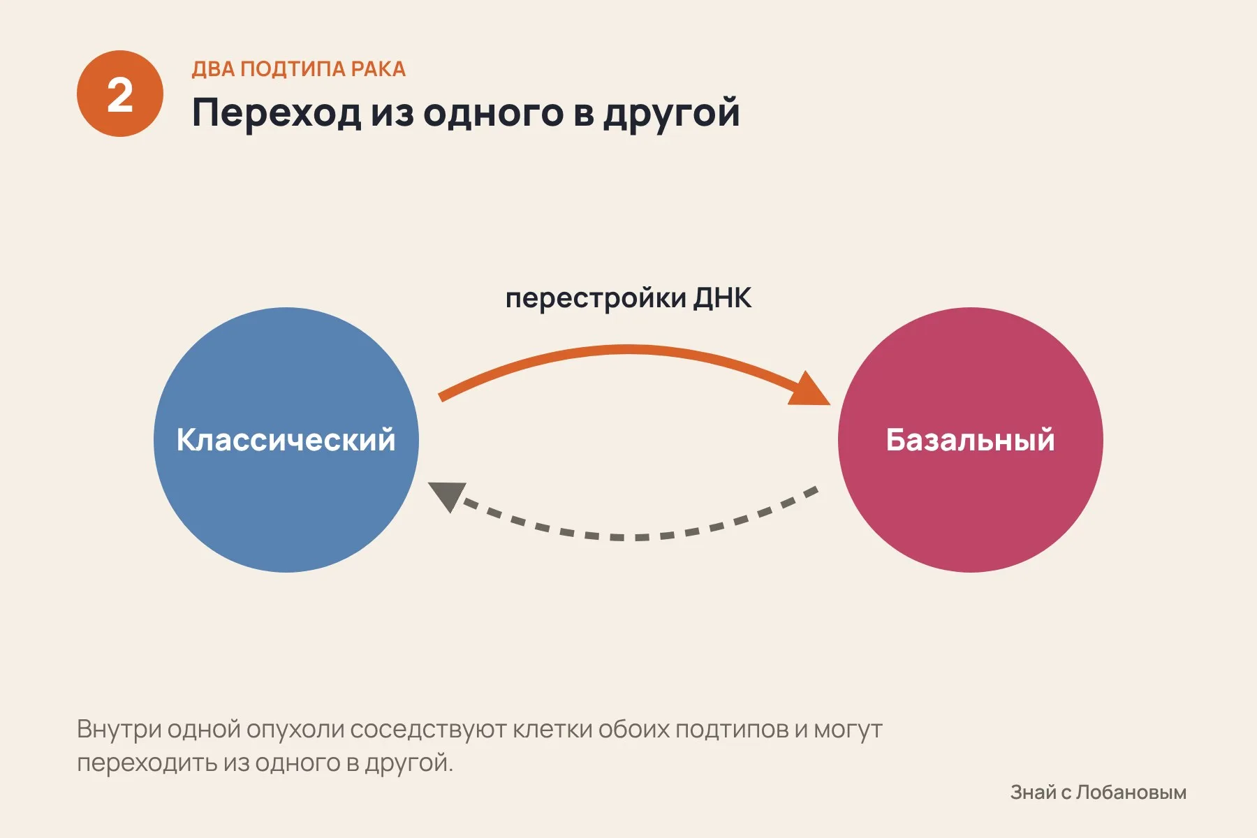 1. Классический подтип: клетки растут спокойнее и лучше отвечают на химиотерапию · 2. Перестройки ДНК позволяют клеткам одной опухоли переходить из одного подтипа в другой · 3. Базальный подтип: агрессивные клетки, в которых усилена работа гена MYC. Схема: «Знай с Лобановым» по данным Nature Genetics, условно — 2 из 3