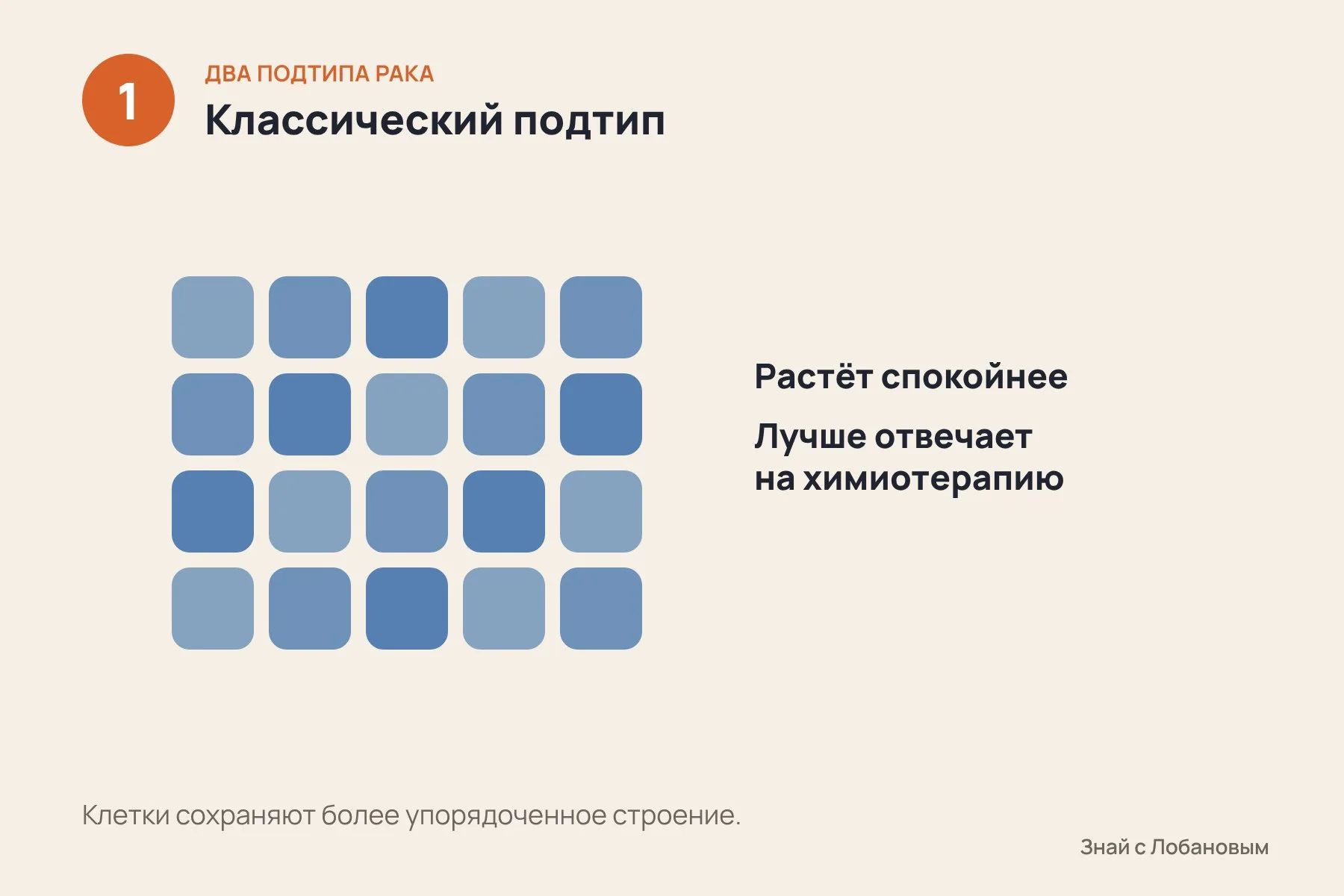 1. Классический подтип: клетки растут спокойнее и лучше отвечают на химиотерапию · 2. Перестройки ДНК позволяют клеткам одной опухоли переходить из одного подтипа в другой · 3. Базальный подтип: агрессивные клетки, в которых усилена работа гена MYC. Схема: «Знай с Лобановым» по данным Nature Genetics, условно — 1 из 3