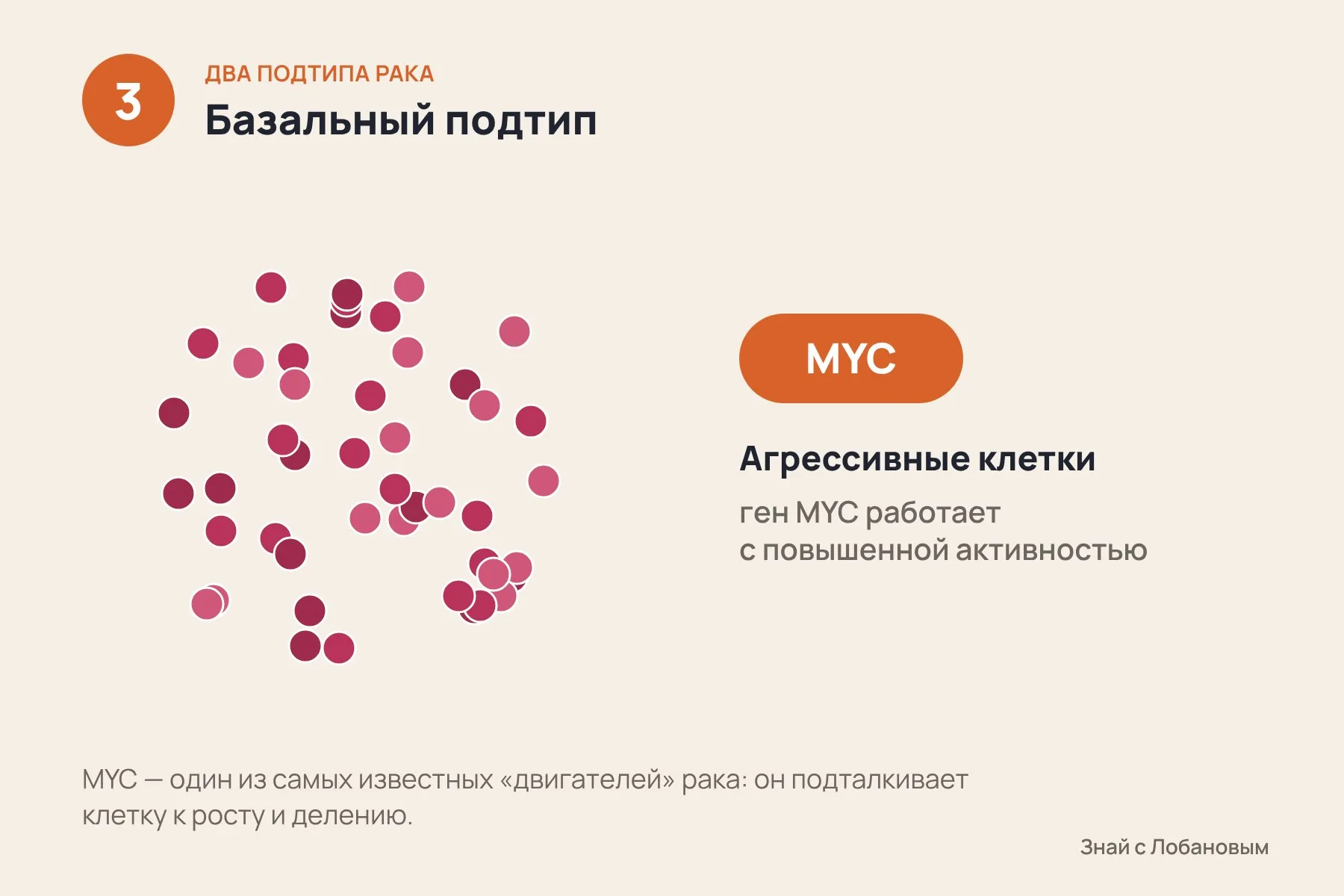 1. Классический подтип: клетки растут спокойнее и лучше отвечают на химиотерапию · 2. Перестройки ДНК позволяют клеткам одной опухоли переходить из одного подтипа в другой · 3. Базальный подтип: агрессивные клетки, в которых усилена работа гена MYC. Схема: «Знай с Лобановым» по данным Nature Genetics, условно — 3 из 3