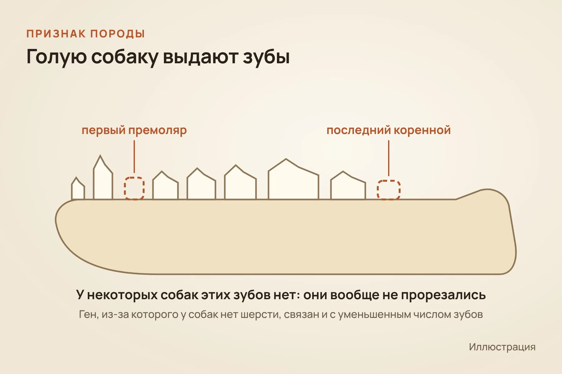 У некоторых собак не прорезались первые премоляры или последние коренные зубы — это признак голой породы. Иллюстрация: «Знай с Лобановым»