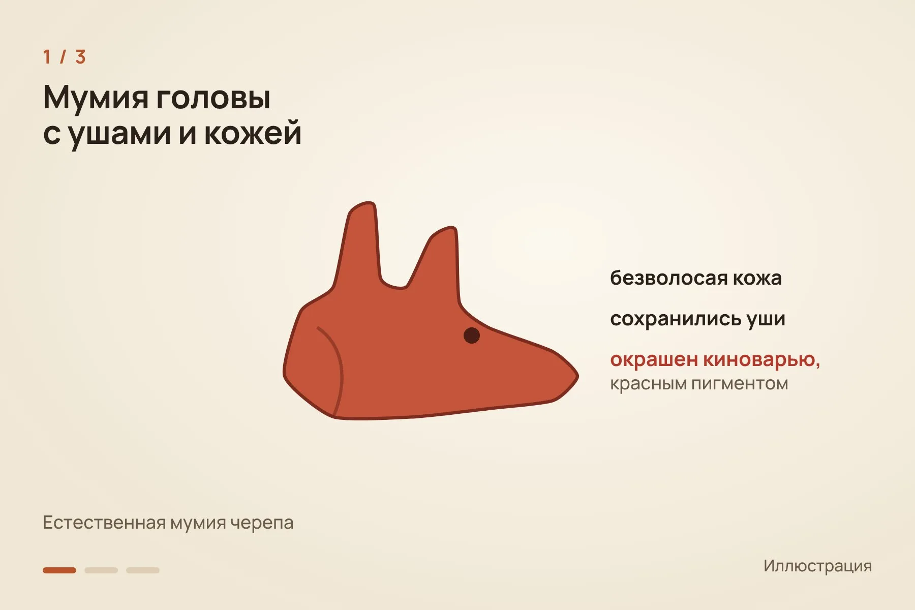 1. Естественная мумия черепа с безволосой кожей и ушами, окрашенная киноварью · 2. Почти полный мумифицированный скелет кобеля возрастом не менее 1200 лет · 3. Керамический сосуд в виде сидящей голой собаки с человеческими чертами. Иллюстрация: «Знай с Лобановым» — 1 из 3