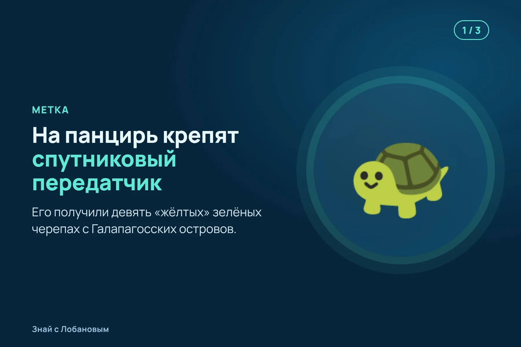 1. Черепахе на панцирь крепят небольшой спутниковый передатчик. Иллюстрация: «Знай с Лобановым» по данным Frontiers in Amphibian and Reptile Science, условно · 2. Передатчик больше года сообщает, где находится черепаха. Иллюстрация: «Знай с Лобановым» по данным Frontiers in Amphibian and Reptile Science, условно · 3. Итог: ни одна из девяти черепах не уплыла за пределы морского заповедника. Иллюстрация: «Знай с Лобановым» по данным Frontiers in Amphibian and Reptile Science, условно — 1 из 3