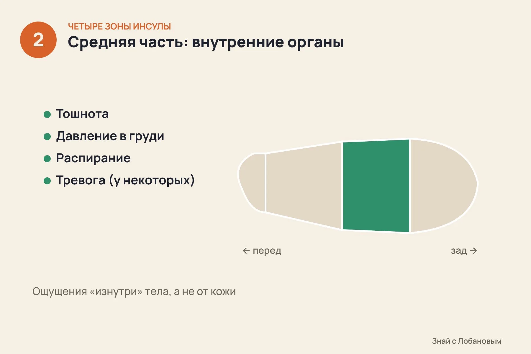 1. Задняя верхняя часть — самая отзывчивая: ток вызывает боль, жар, покалывание и онемение в конкретной части тела, например в руке или ноге · 2. Средняя часть связана с внутренними органами: тошнота, давление и чувство распирания в груди, а у некоторых пациентов — тревога · 3. Передняя часть общается с областями мышления и эмоций, а самый передний «полюс» почти не отвечает на ток: молчат 81 из 93 электродов. Иллюстрация: «Знай с Лобановым» по данным Nature, условно — 2 из 3