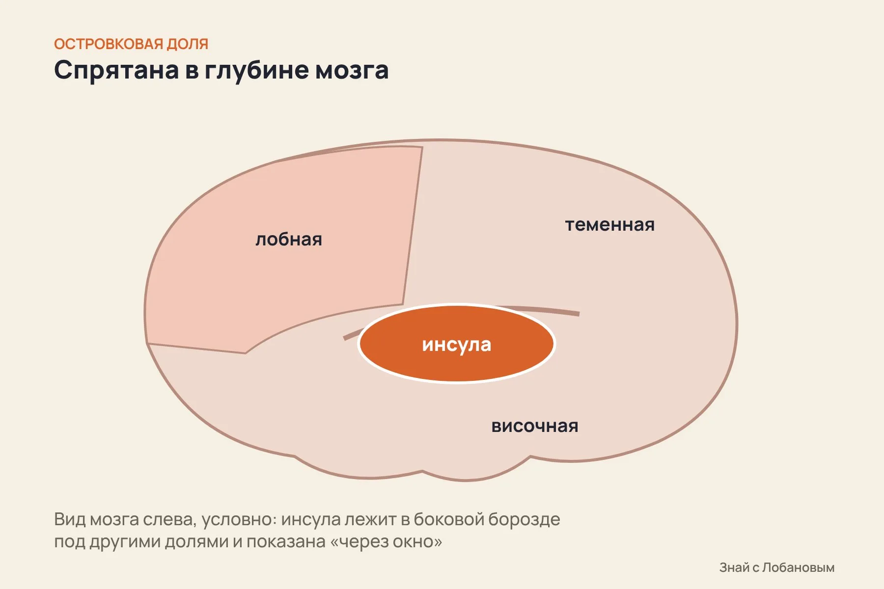 Островковая доля лежит глубоко в боковой борозде, её прикрывают лобная, теменная и височная доли. Схема: «Знай с Лобановым» по данным Nature, условно