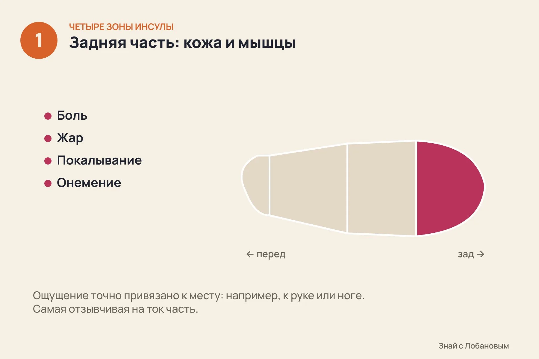 1. Задняя верхняя часть — самая отзывчивая: ток вызывает боль, жар, покалывание и онемение в конкретной части тела, например в руке или ноге · 2. Средняя часть связана с внутренними органами: тошнота, давление и чувство распирания в груди, а у некоторых пациентов — тревога · 3. Передняя часть общается с областями мышления и эмоций, а самый передний «полюс» почти не отвечает на ток: молчат 81 из 93 электродов. Иллюстрация: «Знай с Лобановым» по данным Nature, условно — 1 из 3