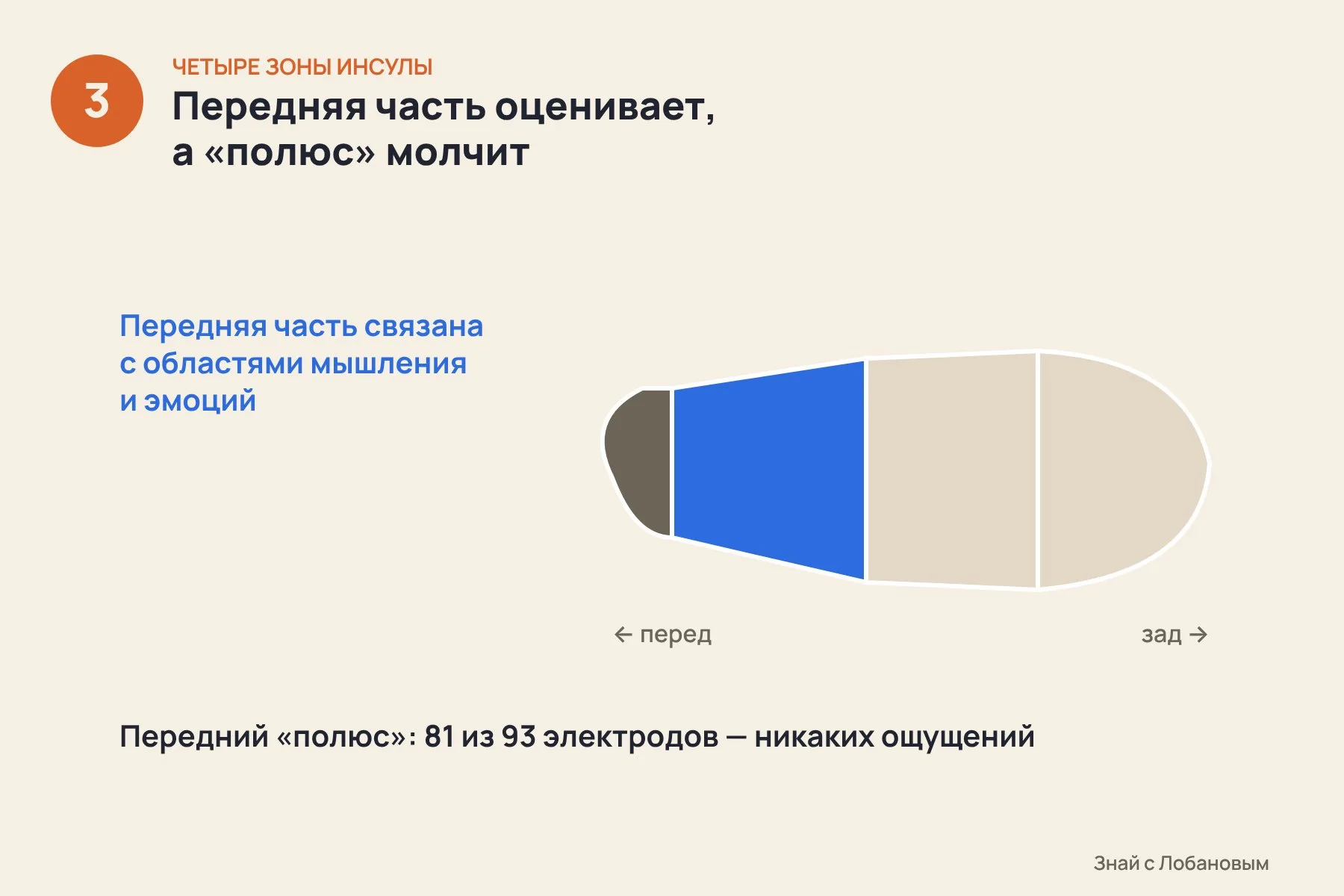 1. Задняя верхняя часть — самая отзывчивая: ток вызывает боль, жар, покалывание и онемение в конкретной части тела, например в руке или ноге · 2. Средняя часть связана с внутренними органами: тошнота, давление и чувство распирания в груди, а у некоторых пациентов — тревога · 3. Передняя часть общается с областями мышления и эмоций, а самый передний «полюс» почти не отвечает на ток: молчат 81 из 93 электродов. Иллюстрация: «Знай с Лобановым» по данным Nature, условно — 3 из 3