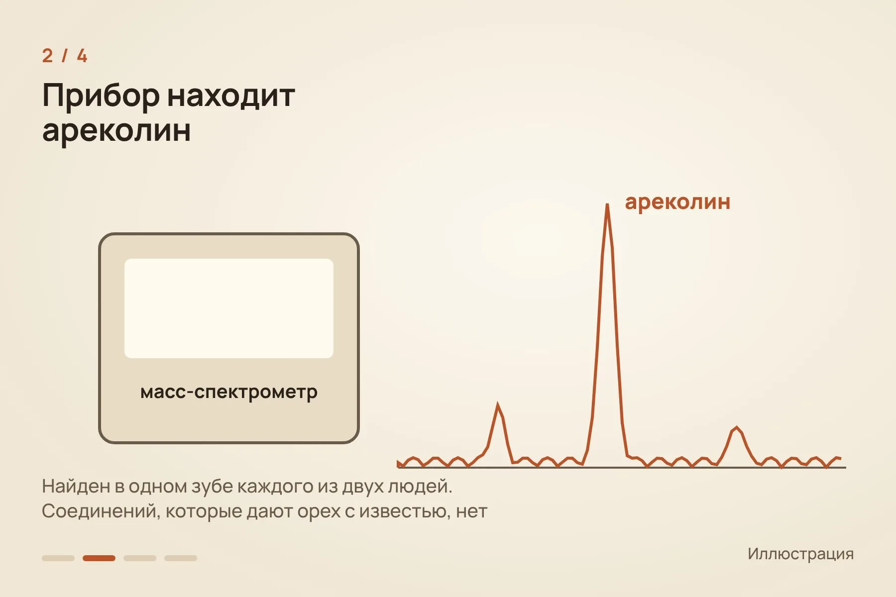 1. Целые зубы не сверлили, а на неделю погружали в растворитель · 2. Масс-спектрометр нашёл ареколин в одном зубе каждого из двух людей · 3. Целые и расколотые семена около 21 часа держали в солевом растворе при 36 °C · 4. Жидкость из целых семян вызывала электрический отклик икринок лягушки с рецепторами человеческого мозга, из семян дикой пальмы — более слабый. Схема: «Знай с Лобановым» по данным Brumm et al., Science Advances — 2 из 4