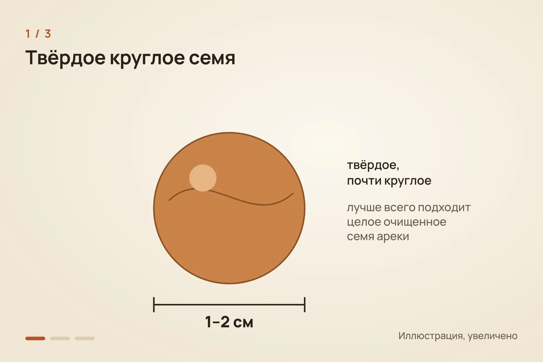 1. Твёрдое, почти круглое семя ареки диаметром 1–2 см лучше всего подходит под форму желобков · 2. Орех годами держали между зубами: перекатывали, посасывали и слегка покусывали · 3. За годы в эмали протёрся округлый желобок, непохожий на обычный износ от еды. Иллюстрация: «Знай с Лобановым» — 1 из 3