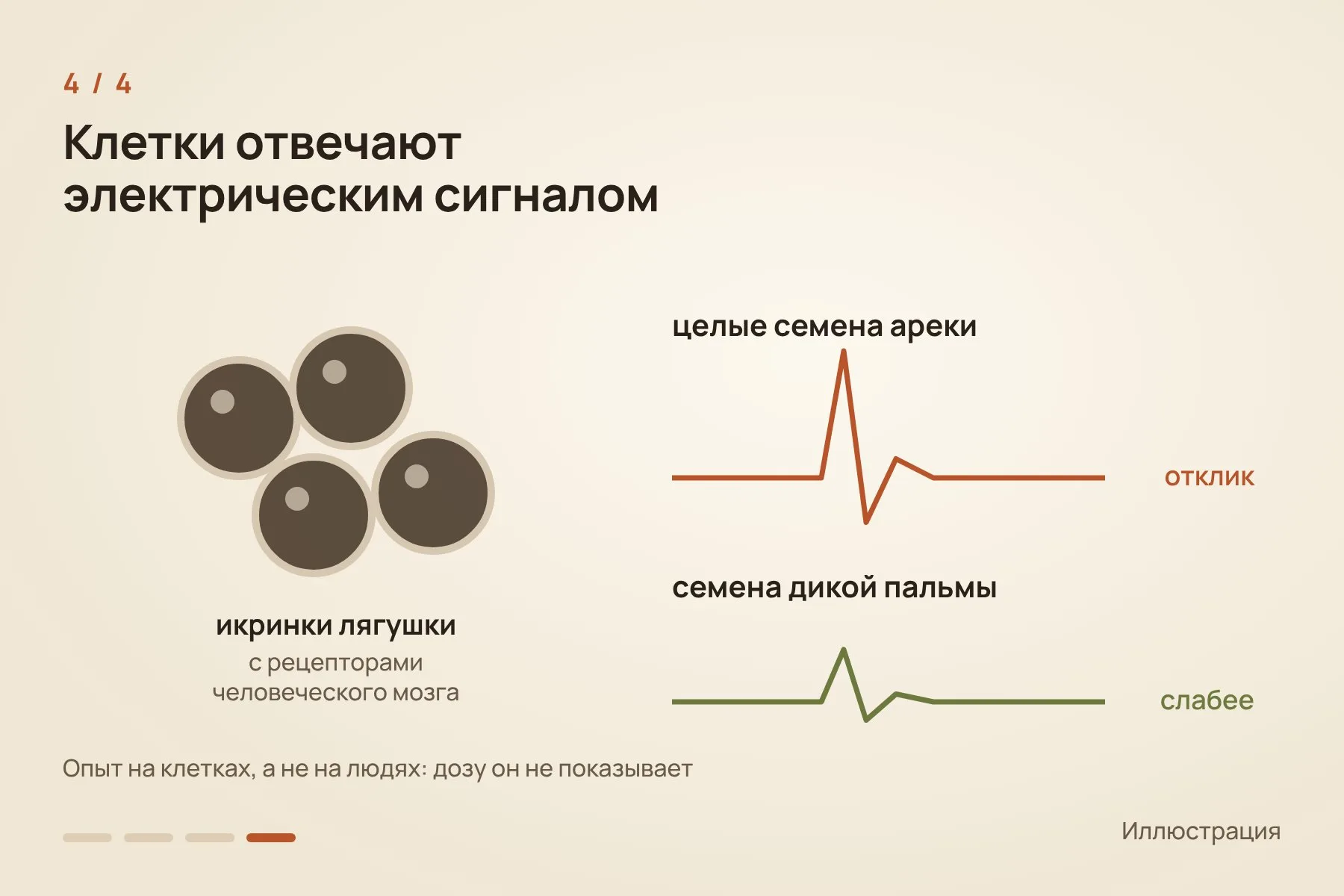 1. Целые зубы не сверлили, а на неделю погружали в растворитель · 2. Масс-спектрометр нашёл ареколин в одном зубе каждого из двух людей · 3. Целые и расколотые семена около 21 часа держали в солевом растворе при 36 °C · 4. Жидкость из целых семян вызывала электрический отклик икринок лягушки с рецепторами человеческого мозга, из семян дикой пальмы — более слабый. Схема: «Знай с Лобановым» по данным Brumm et al., Science Advances — 4 из 4