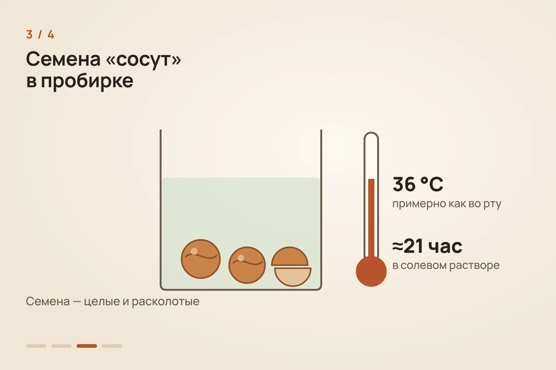 1. Целые зубы не сверлили, а на неделю погружали в растворитель · 2. Масс-спектрометр нашёл ареколин в одном зубе каждого из двух людей · 3. Целые и расколотые семена около 21 часа держали в солевом растворе при 36 °C · 4. Жидкость из целых семян вызывала электрический отклик икринок лягушки с рецепторами человеческого мозга, из семян дикой пальмы — более слабый. Схема: «Знай с Лобановым» по данным Brumm et al., Science Advances — 3 из 4