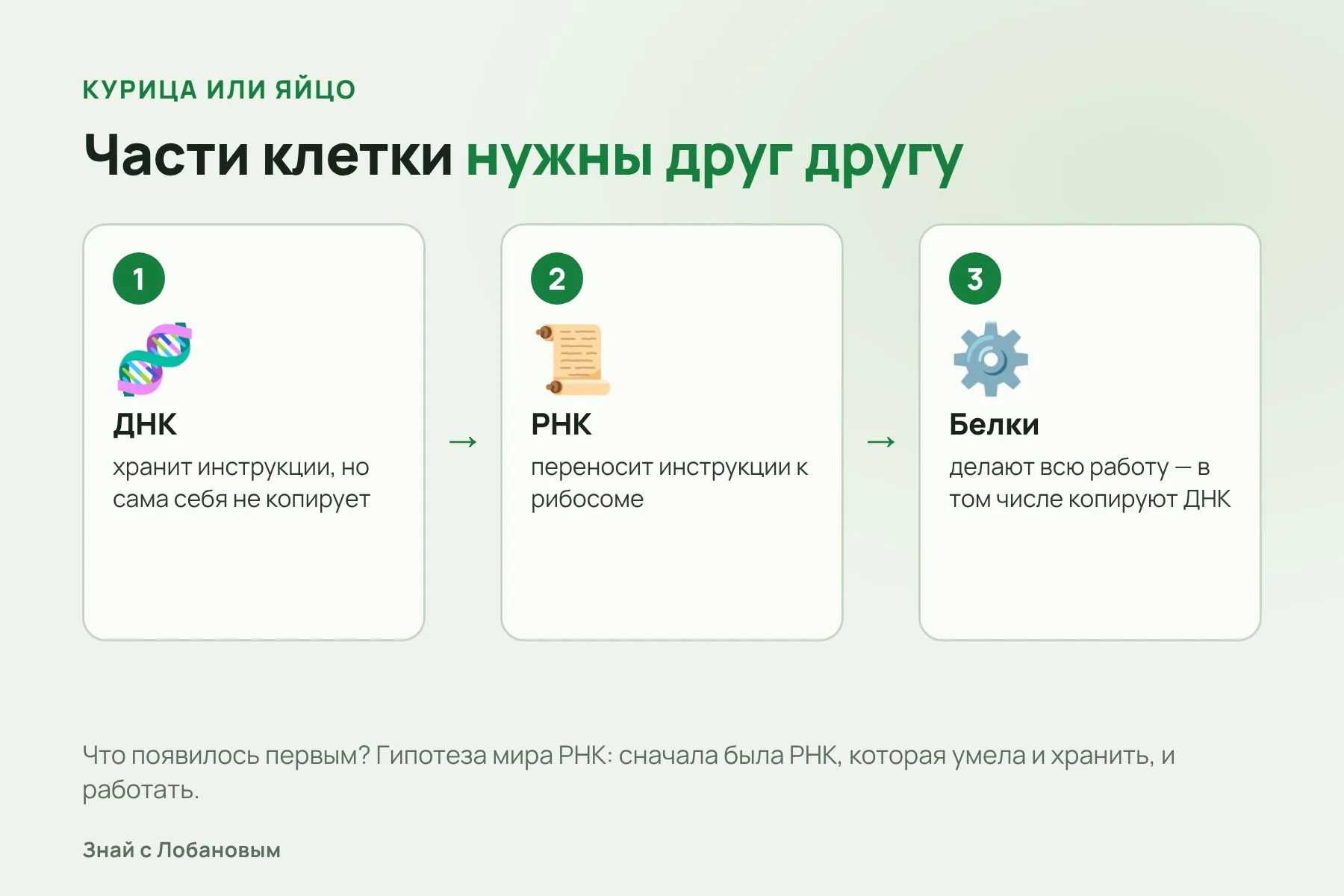 Замкнутый круг современной клетки: ДНК, РНК и белки нужны друг другу. Схема: «Знай с Лобановым», условно