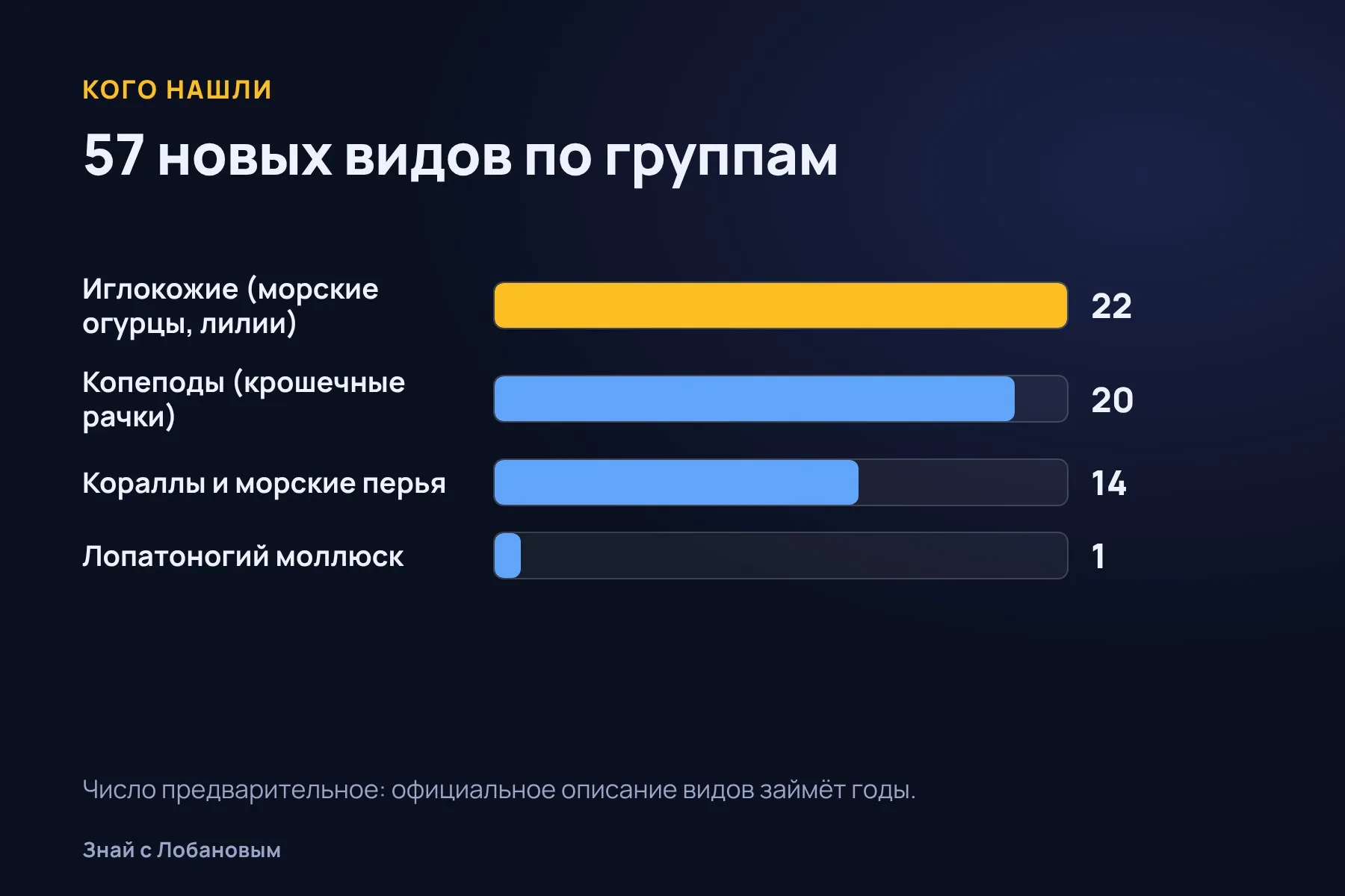 Из кого состоят 57 новых видов из каньона Мар-дель-Плата. Схема: «Знай с Лобановым» по данным Ocean Census