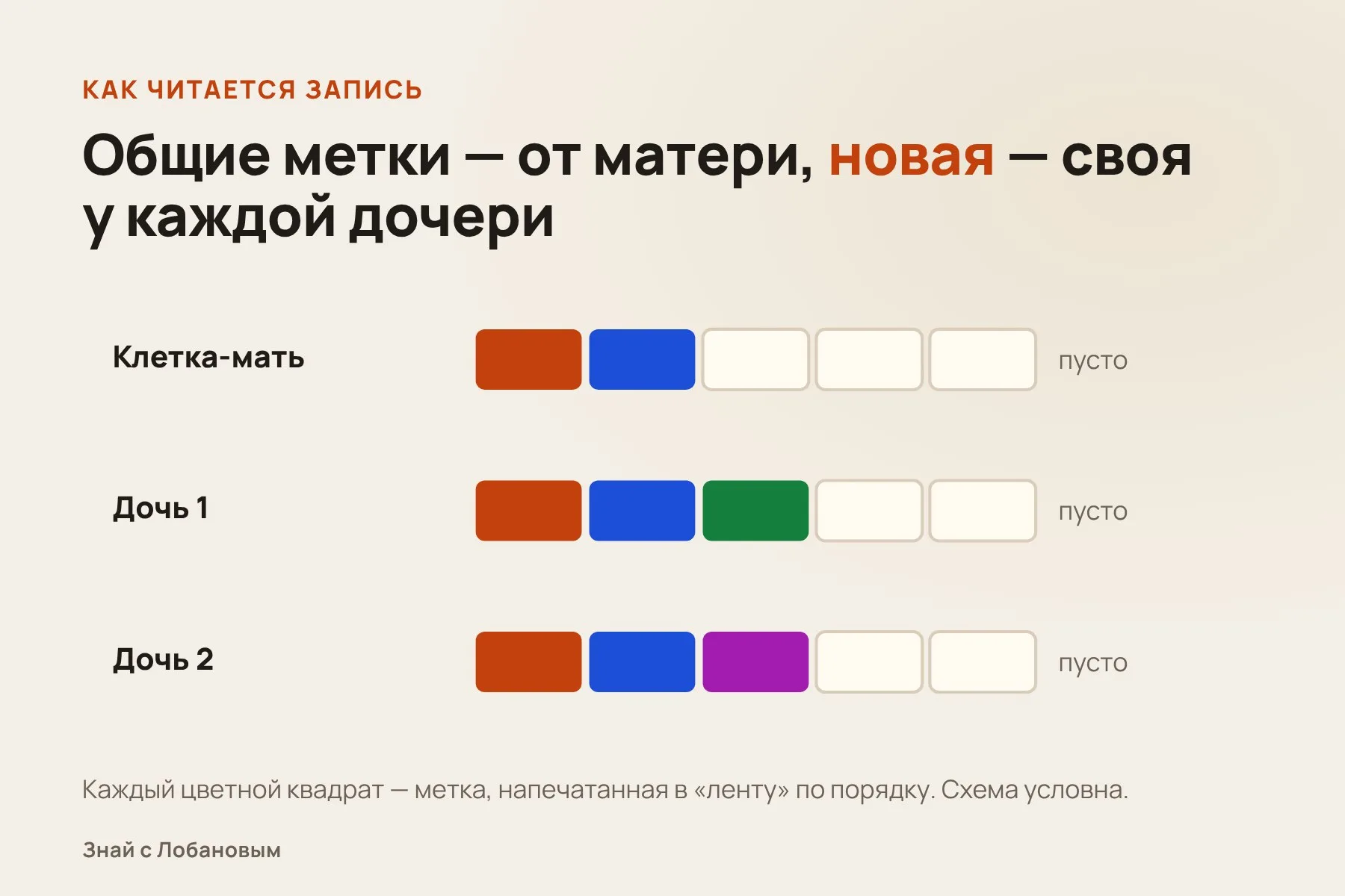 Как устроена «ДНК-печатная машинка». Схема: «Знай с Лобановым» по данным Science, условно