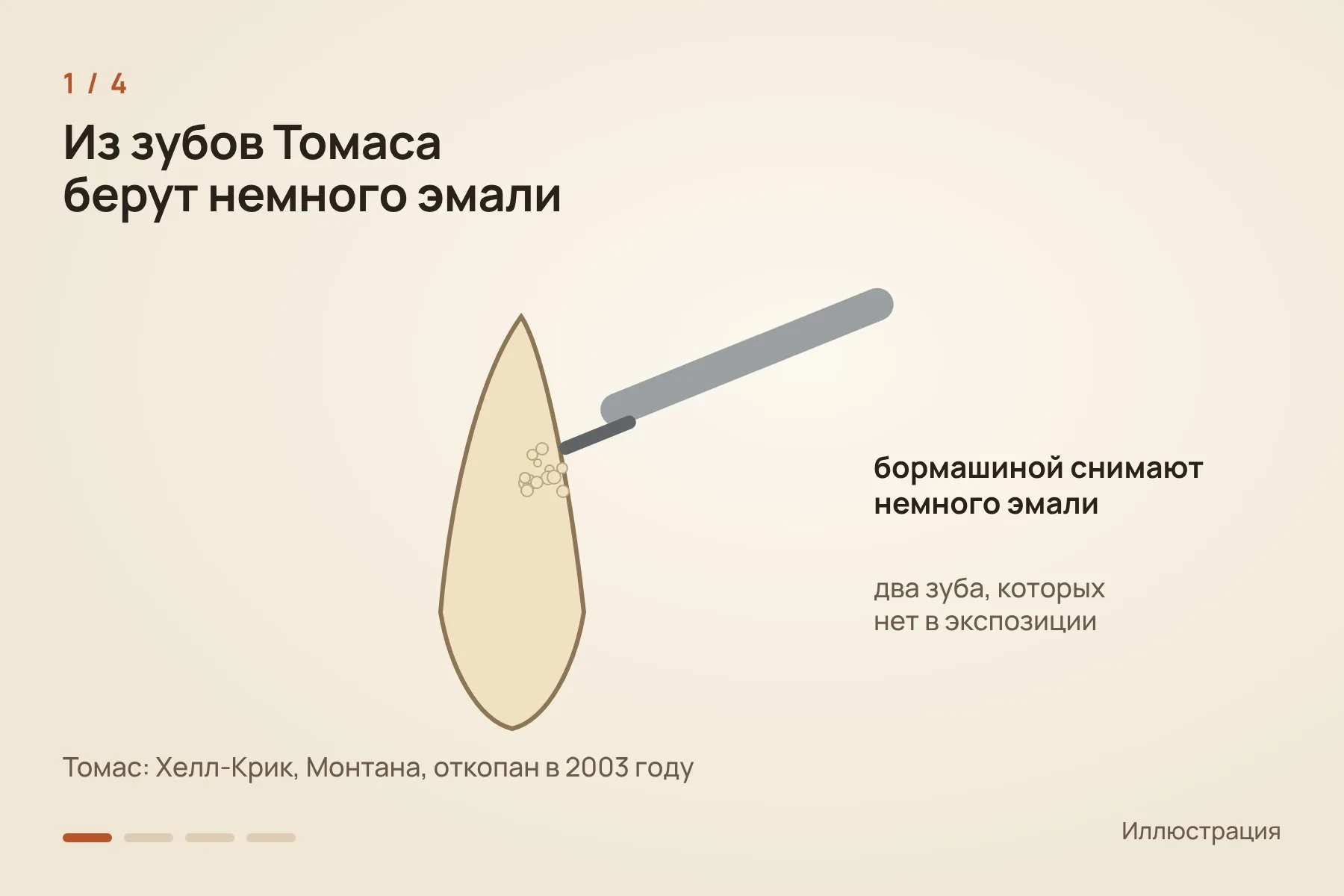 1. С двух зубов Томаса, которые не выставлены в экспозиции, бормашиной сняли немного эмали · 2. Порошок растворили в фосфорной кислоте и получили углекислый газ · 3. Масс-спектрометр считает, как часто тяжёлые изотопы углерода и кислорода соединены друг с другом · 4. Чем прохладнее организм, тем больше таких связей; у Томаса получилось около 36 °C. Схема: «Знай с Лобановым» по данным Flores et al., Science Advances — 1 из 4