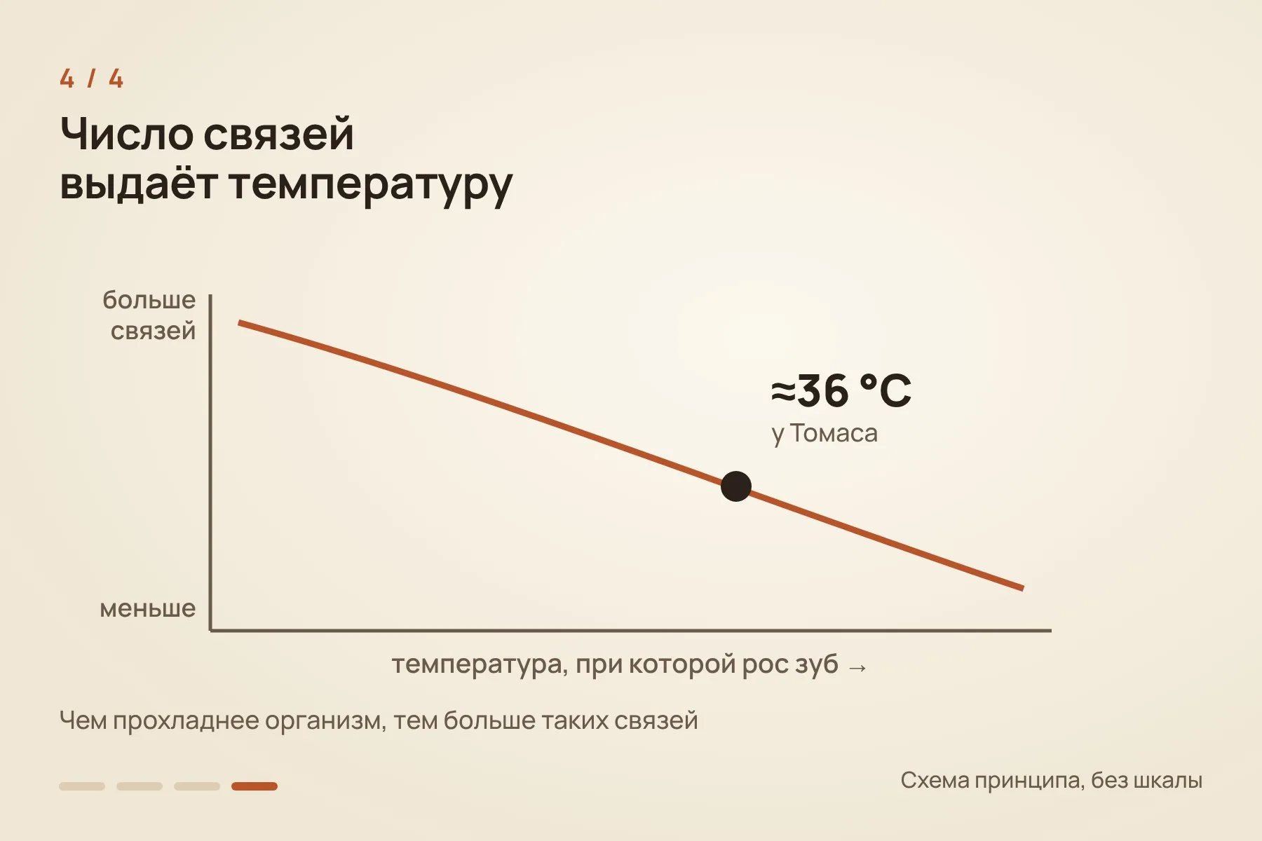 1. С двух зубов Томаса, которые не выставлены в экспозиции, бормашиной сняли немного эмали · 2. Порошок растворили в фосфорной кислоте и получили углекислый газ · 3. Масс-спектрометр считает, как часто тяжёлые изотопы углерода и кислорода соединены друг с другом · 4. Чем прохладнее организм, тем больше таких связей; у Томаса получилось около 36 °C. Схема: «Знай с Лобановым» по данным Flores et al., Science Advances — 4 из 4