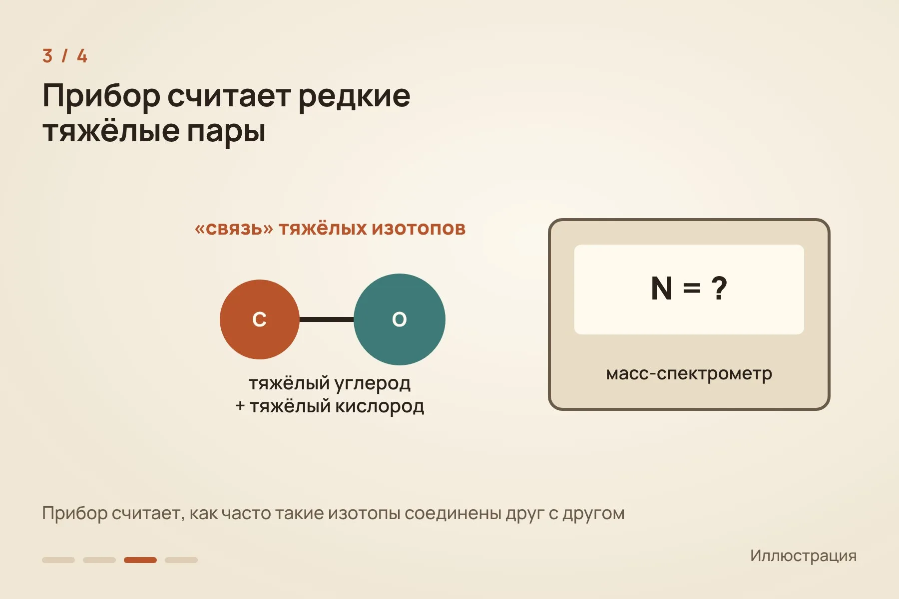 1. С двух зубов Томаса, которые не выставлены в экспозиции, бормашиной сняли немного эмали · 2. Порошок растворили в фосфорной кислоте и получили углекислый газ · 3. Масс-спектрометр считает, как часто тяжёлые изотопы углерода и кислорода соединены друг с другом · 4. Чем прохладнее организм, тем больше таких связей; у Томаса получилось около 36 °C. Схема: «Знай с Лобановым» по данным Flores et al., Science Advances — 3 из 4