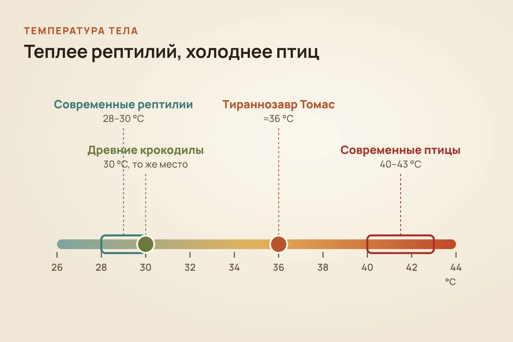 Температура тела тираннозавра Томаса около 36 °C — выше, чем у рептилий и древних крокодилов, но ниже, чем у птиц. Схема: «Знай с Лобановым» по данным Flores et al., Science Advances