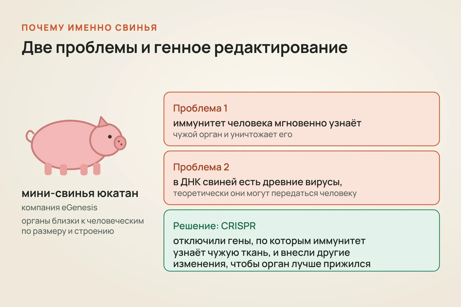 Почку взяли у мини-свиньи юкатан компании eGenesis: с помощью CRISPR у неё отключили гены, по которым иммунитет человека узнаёт чужую ткань. Иллюстрация: «Знай с Лобановым»