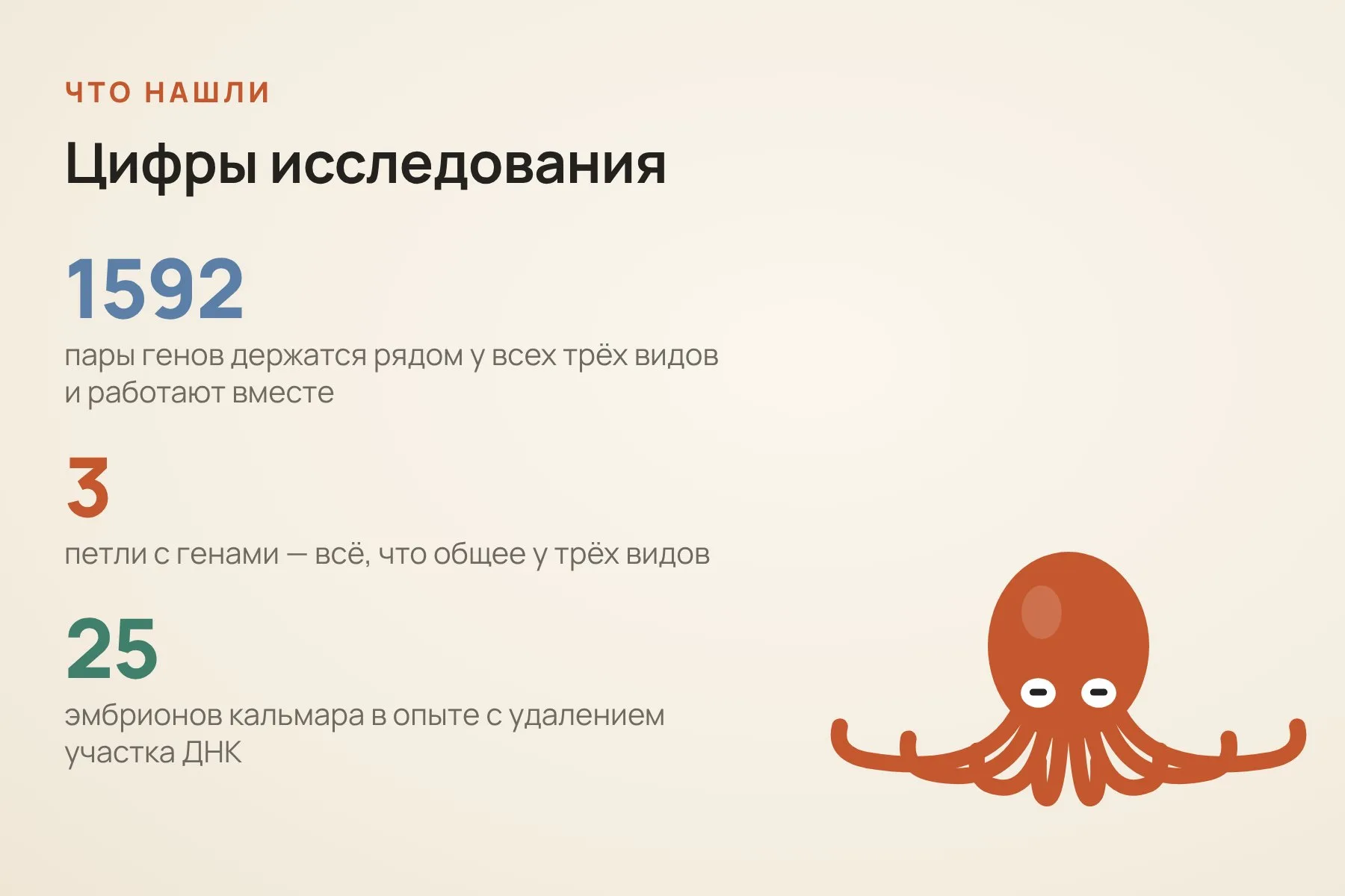 1592 пары генов держатся рядом у всех трёх видов и обычно работают вместе. Общих петель с генами — всего три. Проверку провели на 25 эмбрионах кальмара. Схема: «Знай с Лобановым» по данным Nature Communications