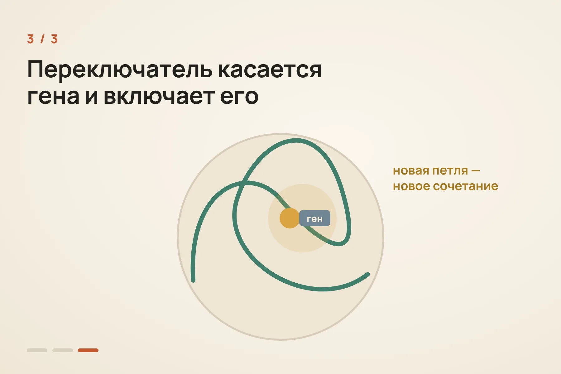 1. Если вытянуть ДНК в линию, переключатель гена может оказаться очень далеко от самого гена · 2. Внутри ядра ДНК сворачивается в петли, и далёкие участки оказываются рядом · 3. Так переключатель «дотягивается» до гена и включает его. Новые петли — новые сочетания. Схема: «Знай с Лобановым» по данным Nature Communications, условно — 3 из 3