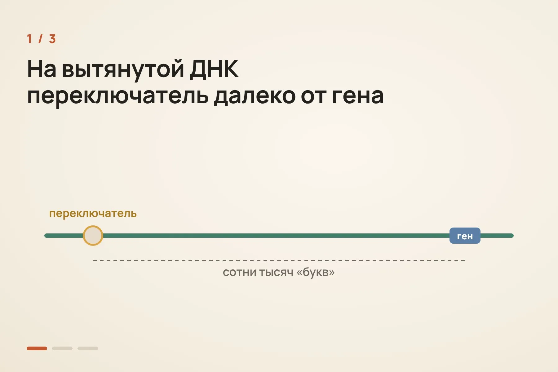 1. Если вытянуть ДНК в линию, переключатель гена может оказаться очень далеко от самого гена · 2. Внутри ядра ДНК сворачивается в петли, и далёкие участки оказываются рядом · 3. Так переключатель «дотягивается» до гена и включает его. Новые петли — новые сочетания. Схема: «Знай с Лобановым» по данным Nature Communications, условно — 1 из 3