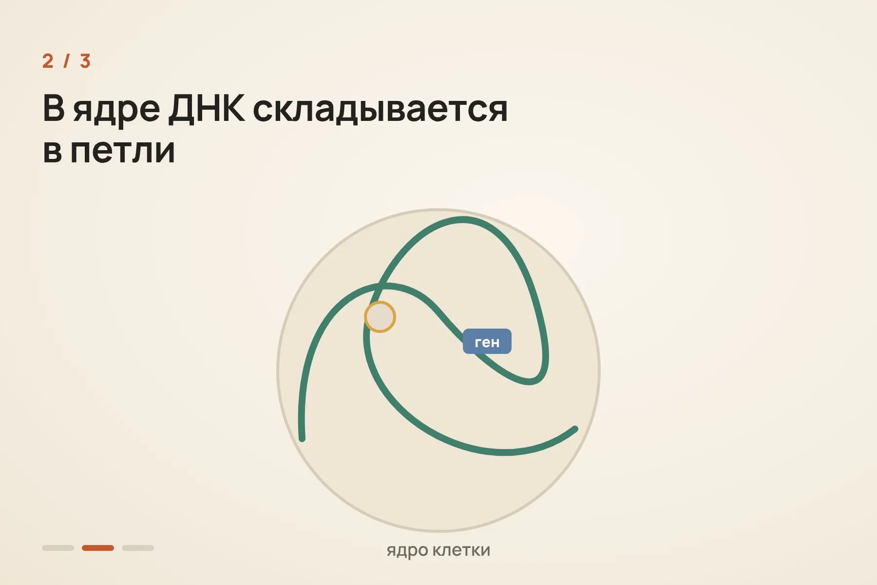 1. Если вытянуть ДНК в линию, переключатель гена может оказаться очень далеко от самого гена · 2. Внутри ядра ДНК сворачивается в петли, и далёкие участки оказываются рядом · 3. Так переключатель «дотягивается» до гена и включает его. Новые петли — новые сочетания. Схема: «Знай с Лобановым» по данным Nature Communications, условно — 2 из 3